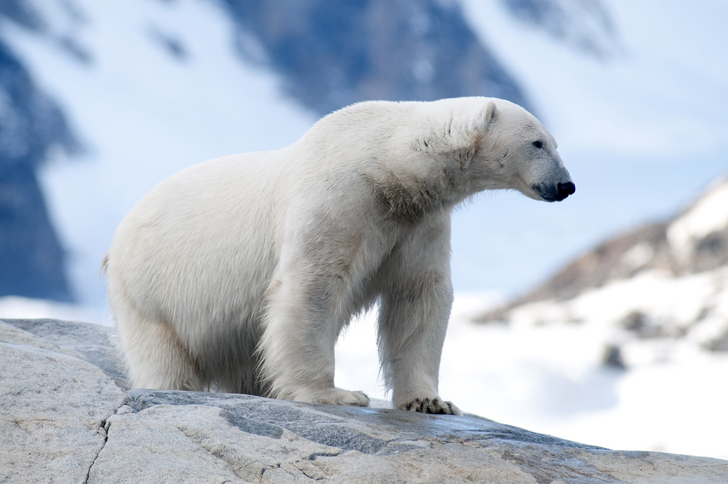 With ice melt making it difficult for polar bears to hunt for seals, they are coming up on land to feed, targeting colonies of birds such as eiders and murres. Photo: Peter Prokosch / GRID-Arendal