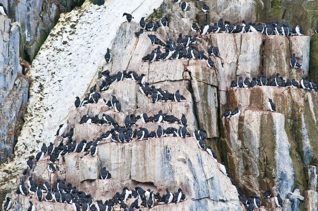 Populations of thick-billed murres are declining in the Atlantic Arctic but increasing in the Pacific Arctic. Photo: Peter Prokosch / GRID-Arendal