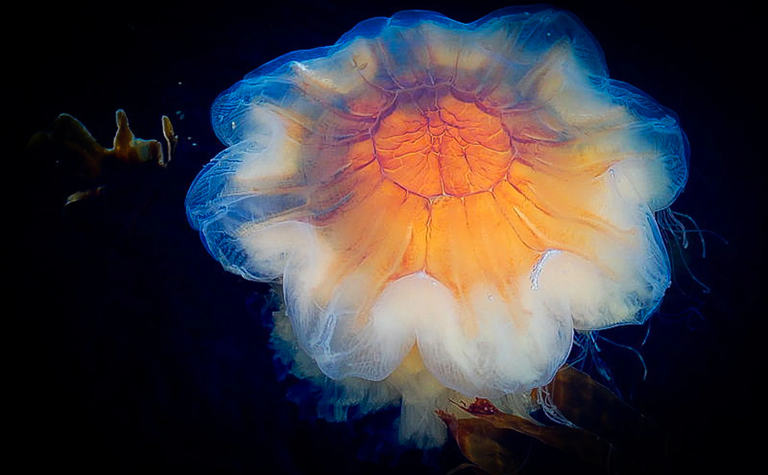 Jellyfish is proving to be a source of high nutritional energy to the Norway lobster and totally not the dead-end in the marine food chain as has long been thought.