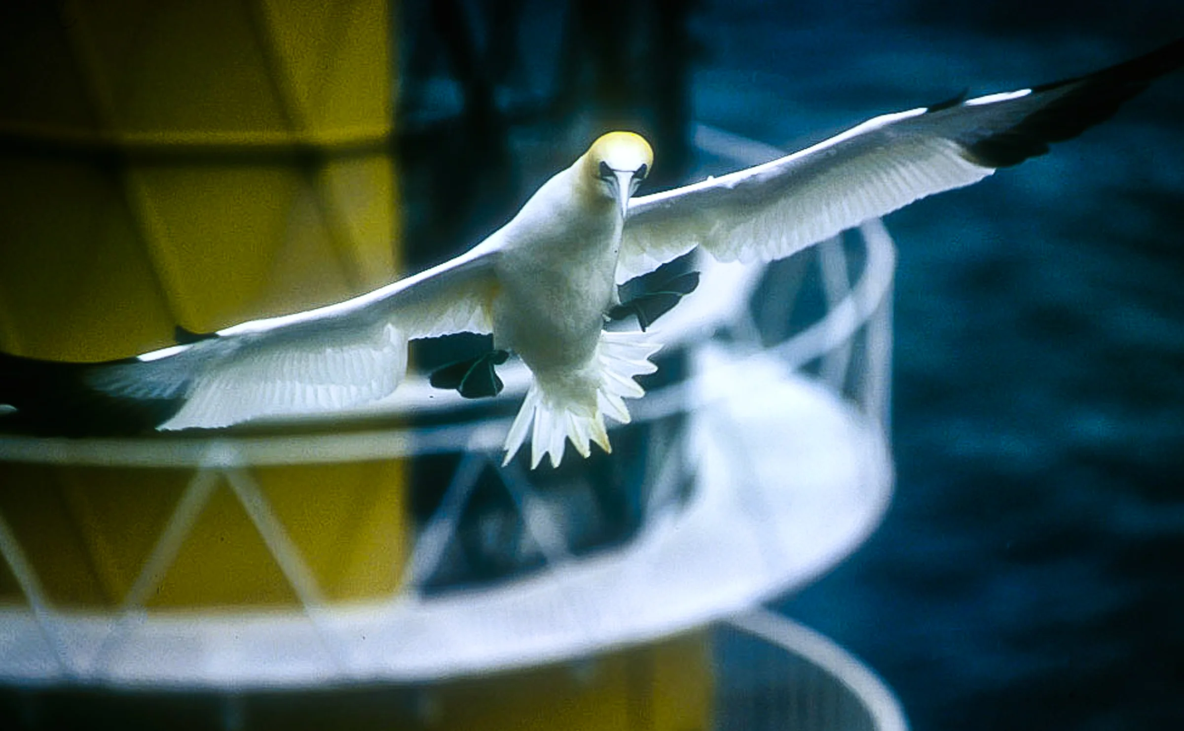 All things that live on this planet, are as deserving of life and a chance at a full life, as we are. A gannet photographed at Bass Rock off the coast of Scotland. JONAA©John Cunningham
