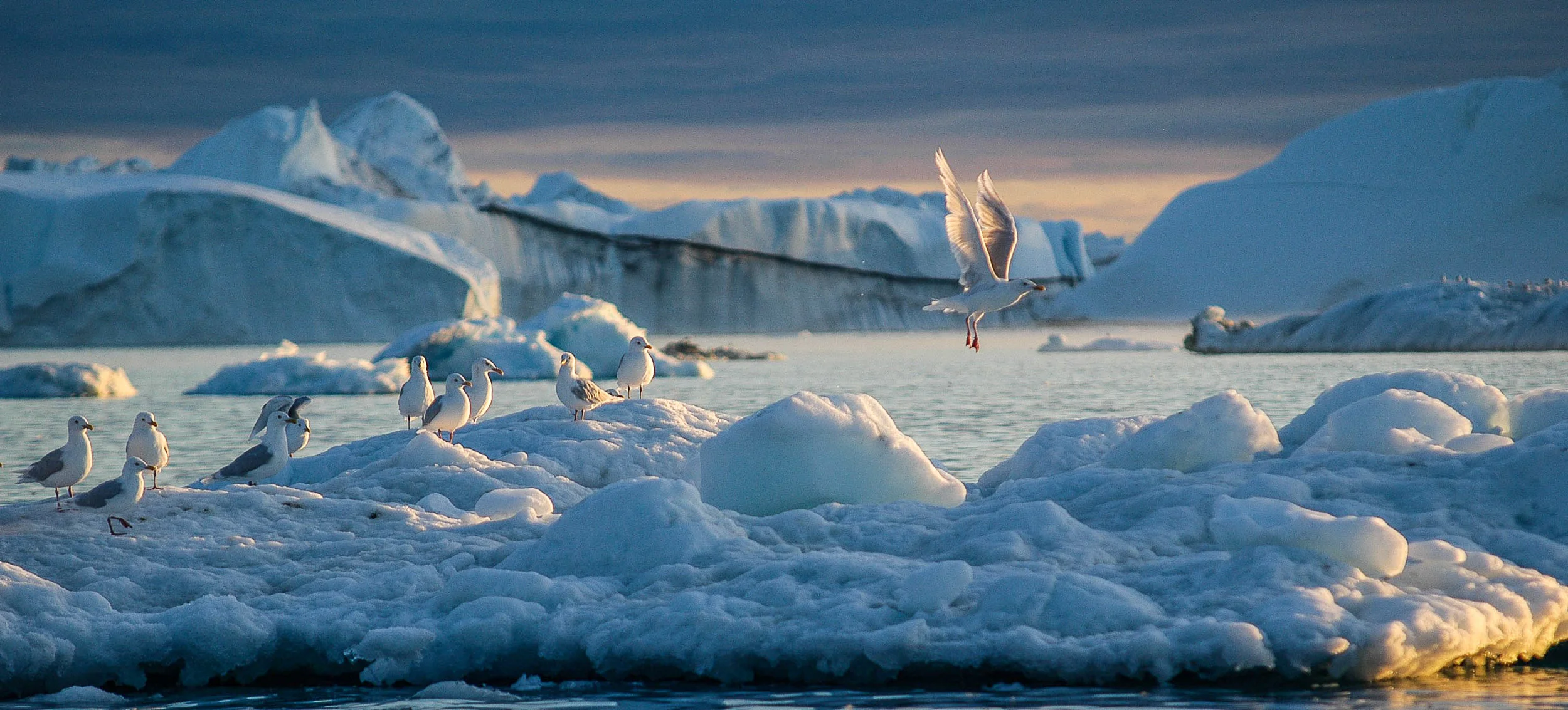 Although the grandeur of the great big icebergs is what captures your attention, beauty is found no less on a tiny ice-floe. JONAA©Kristjan Fridriksson