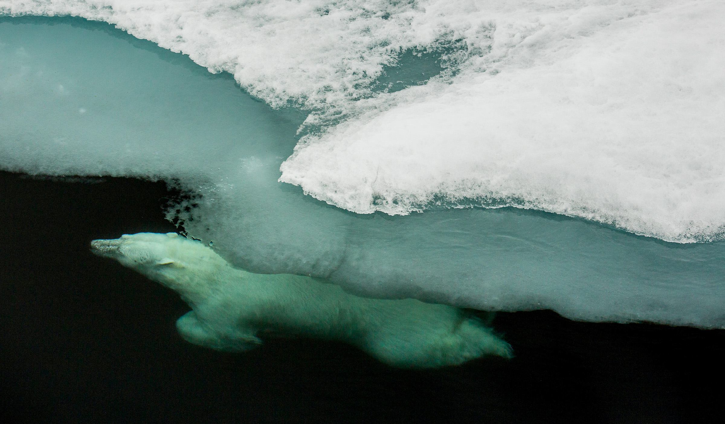 An old male polar bear diving in the pack ice north of Svalbard in August 2015.   JONAA©Jon Aars / Norwegian Polar Institute