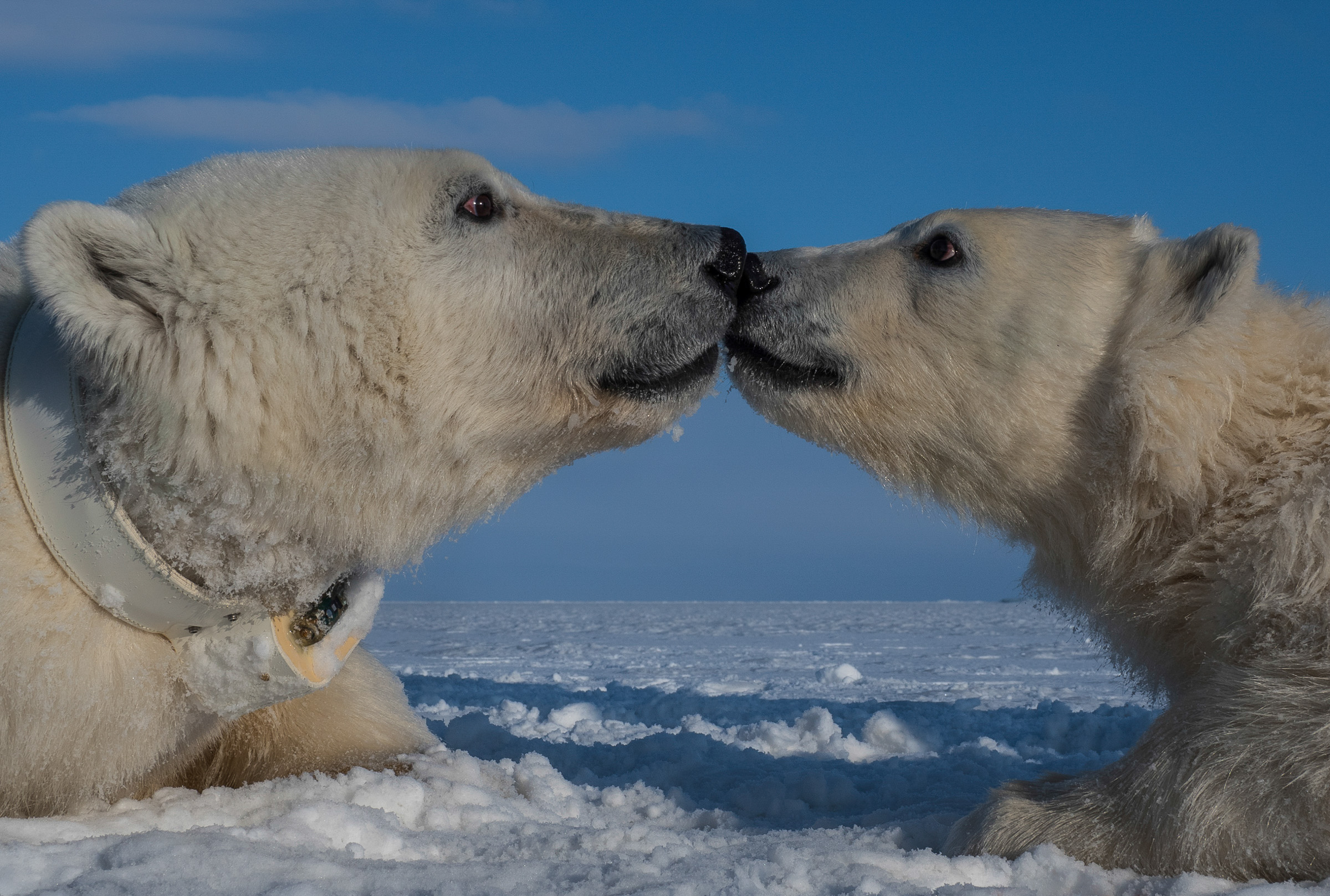 Female with a newly deployed satellite collar, with her yearling daughter. The collar records activity, percentage of time in water, and temperature. JONAA©Jon Aars / Norwegian Polar Institute