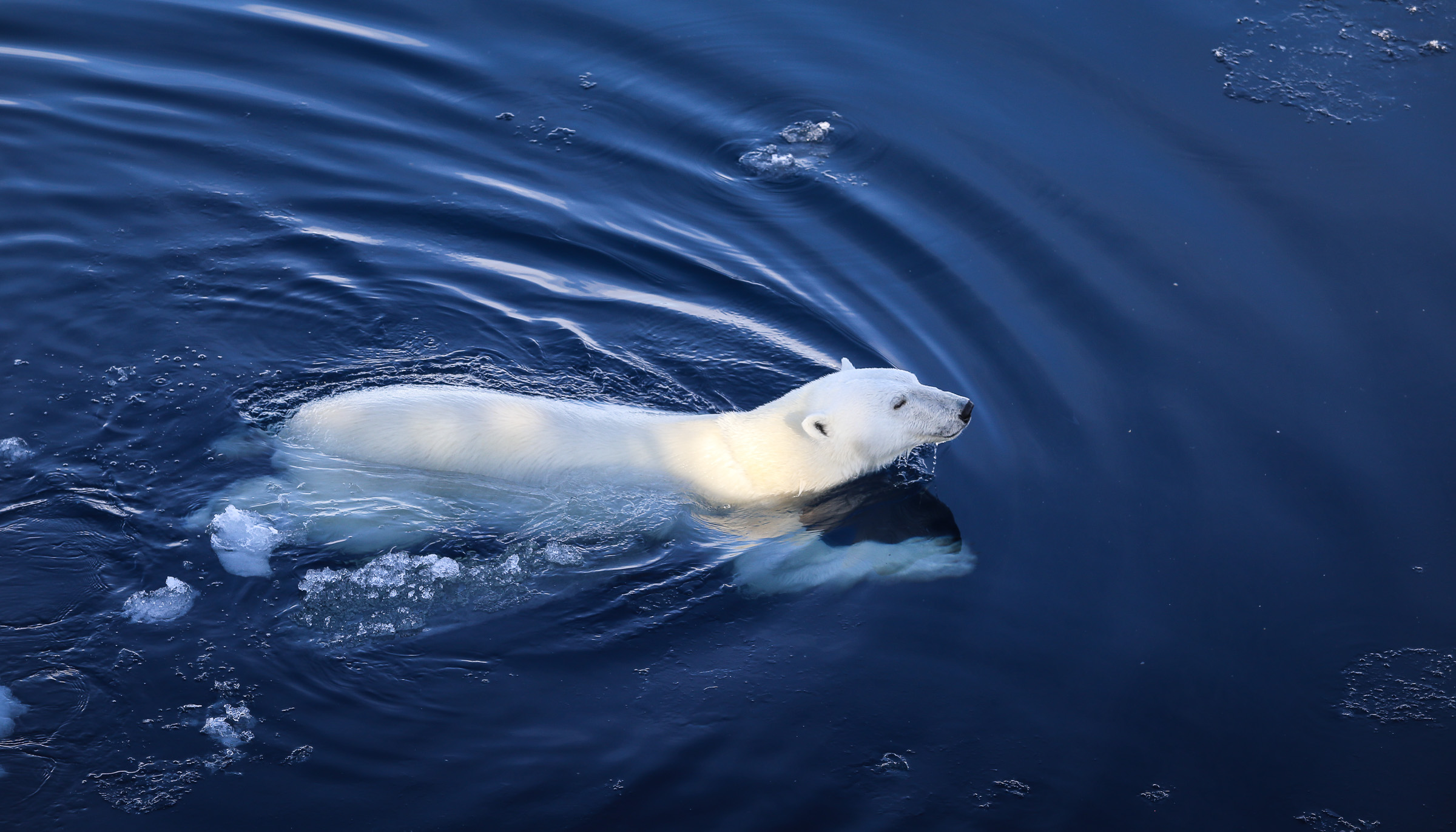 Polar bear swimming. Photo taken in the pack ice north of Svalbard in August 2015. JONAA© Magnus Andersen / Norwegian Polar Institute