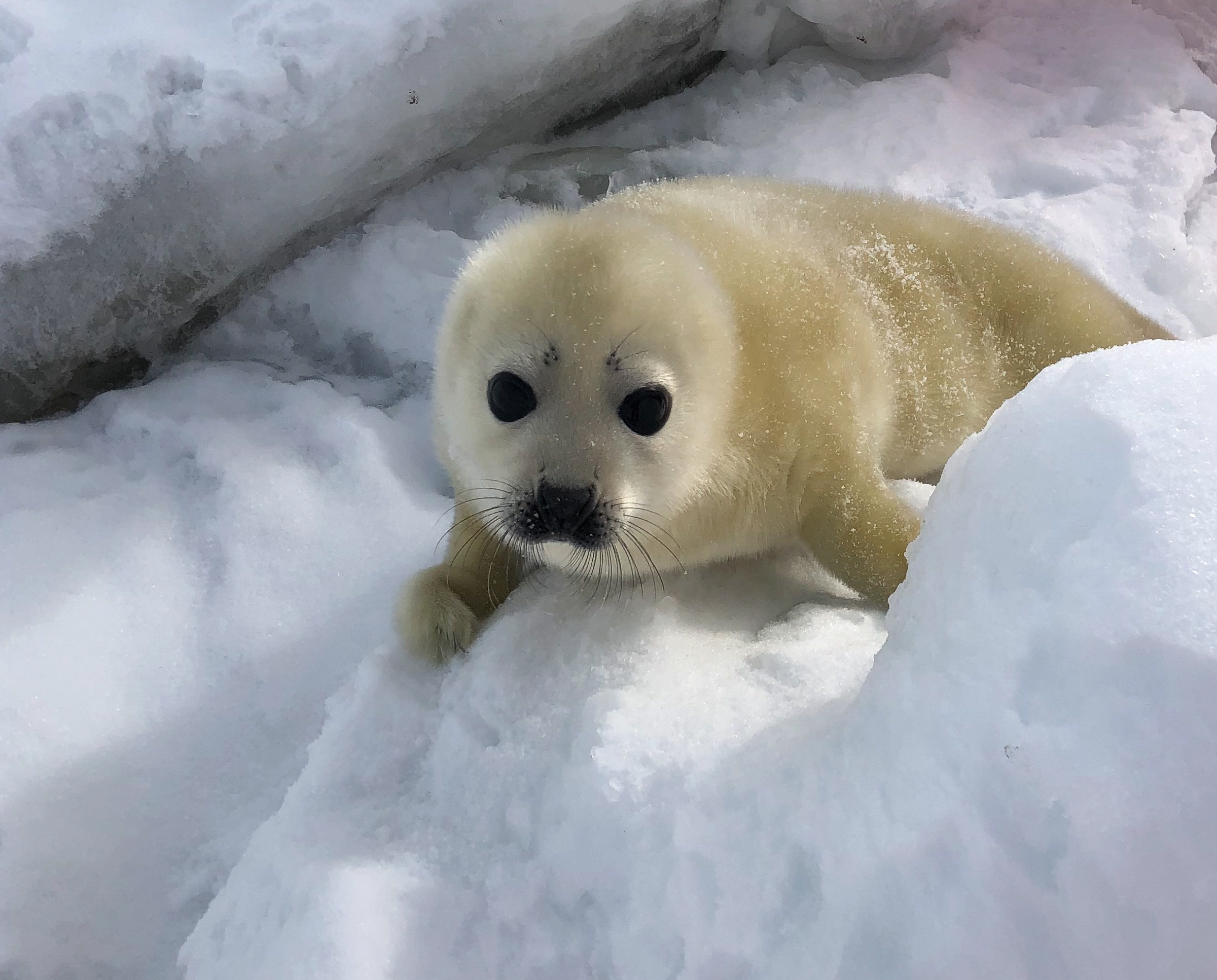 Scattered on the ice, the pups look indistinguishable from each other, but the mothers identify them by smell.  JONAA©Andrea King