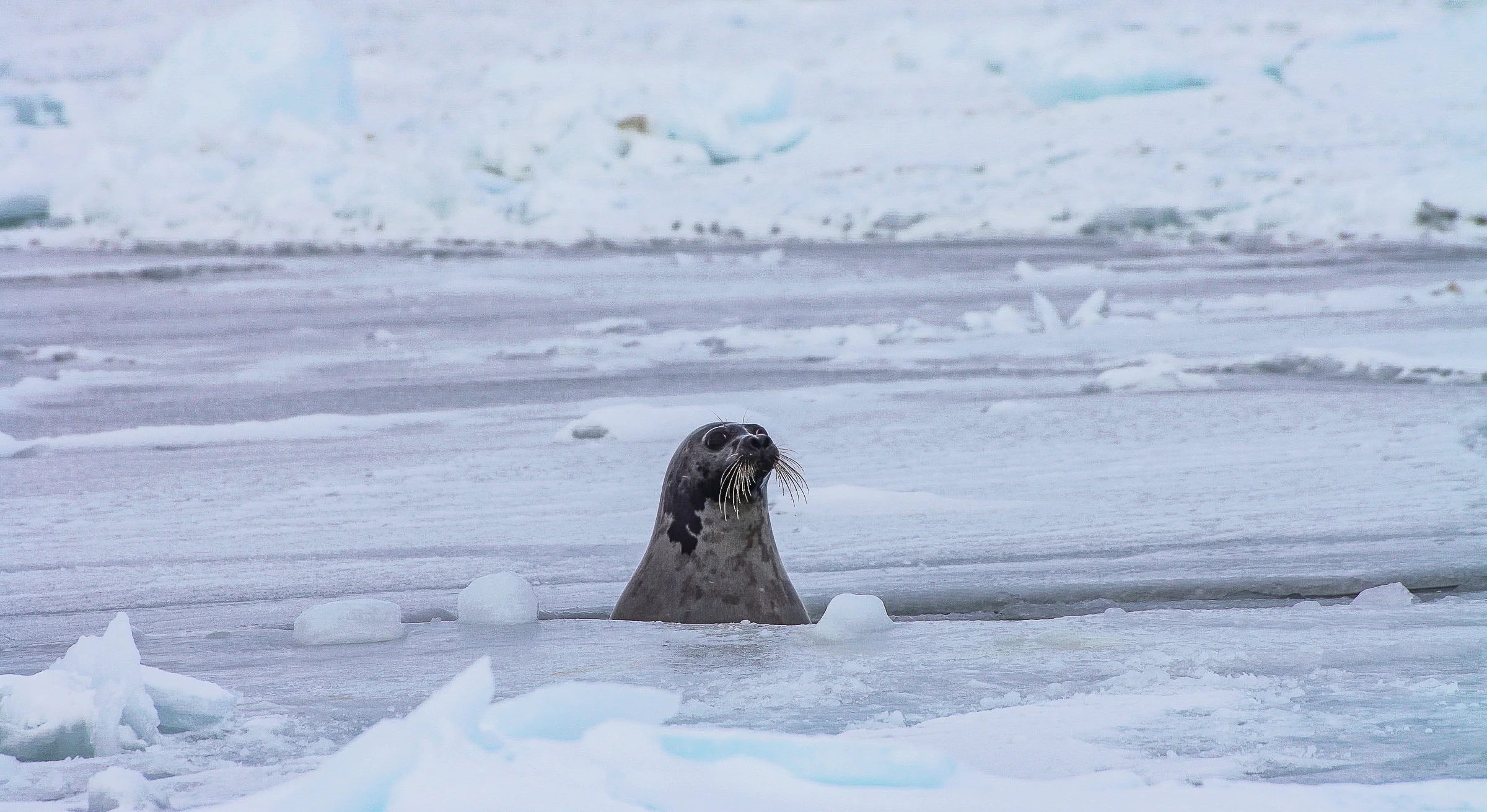 Once on the ice, following an spectacular helicopter flight, one is in sheer awe of the presence of the animals, the stunningly vast panorama of sunshine, the cobalt blue sky and the bright white ice and snow. JONAA©Andrea King
