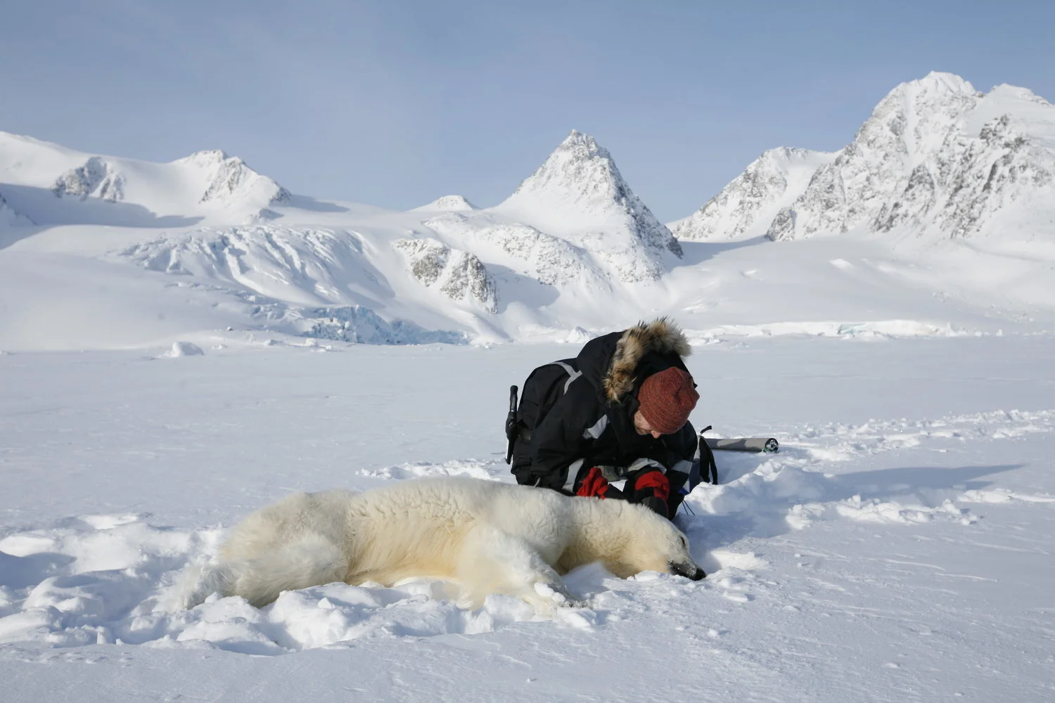 Fat Matters When Sea Ice Melts: Polar Bears, Pollutants and Sea Ice Decline