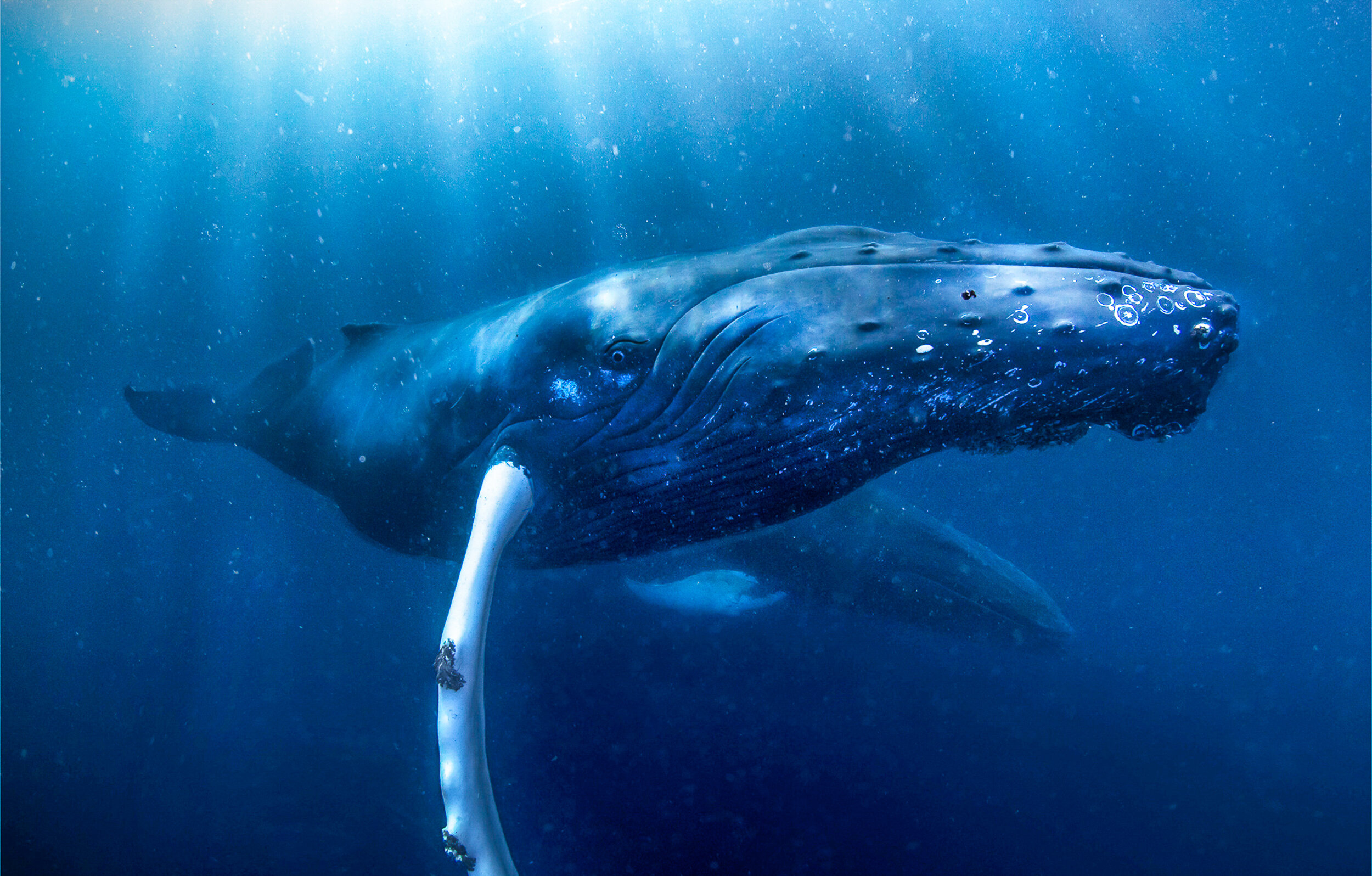 The humpback whale is dependent on large sea areas in the Arctic. Photographed east of Svalbard. JONAA©Audun Rikardsen