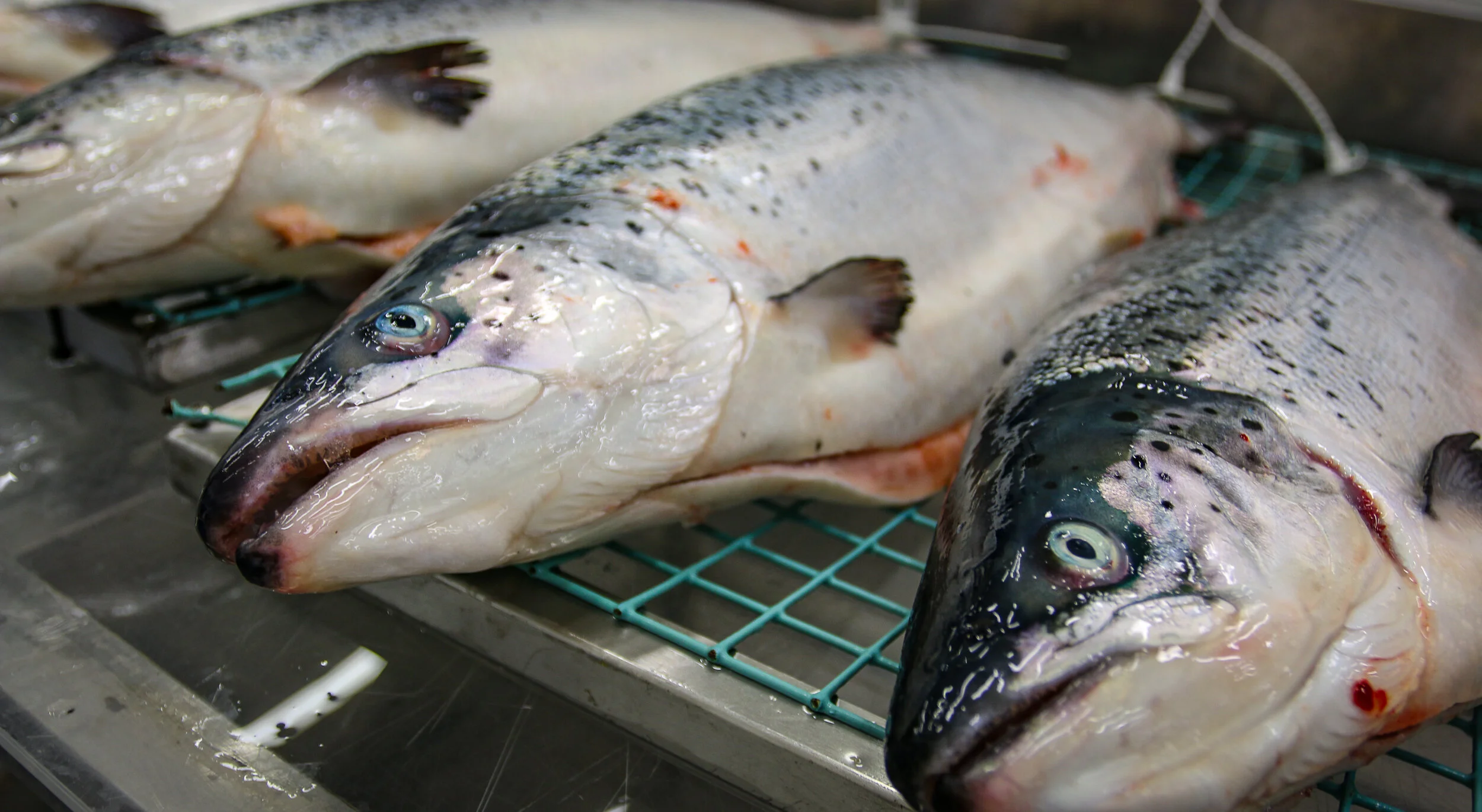Salmon farming In The North How Do We Regulate Growth? — JONAA