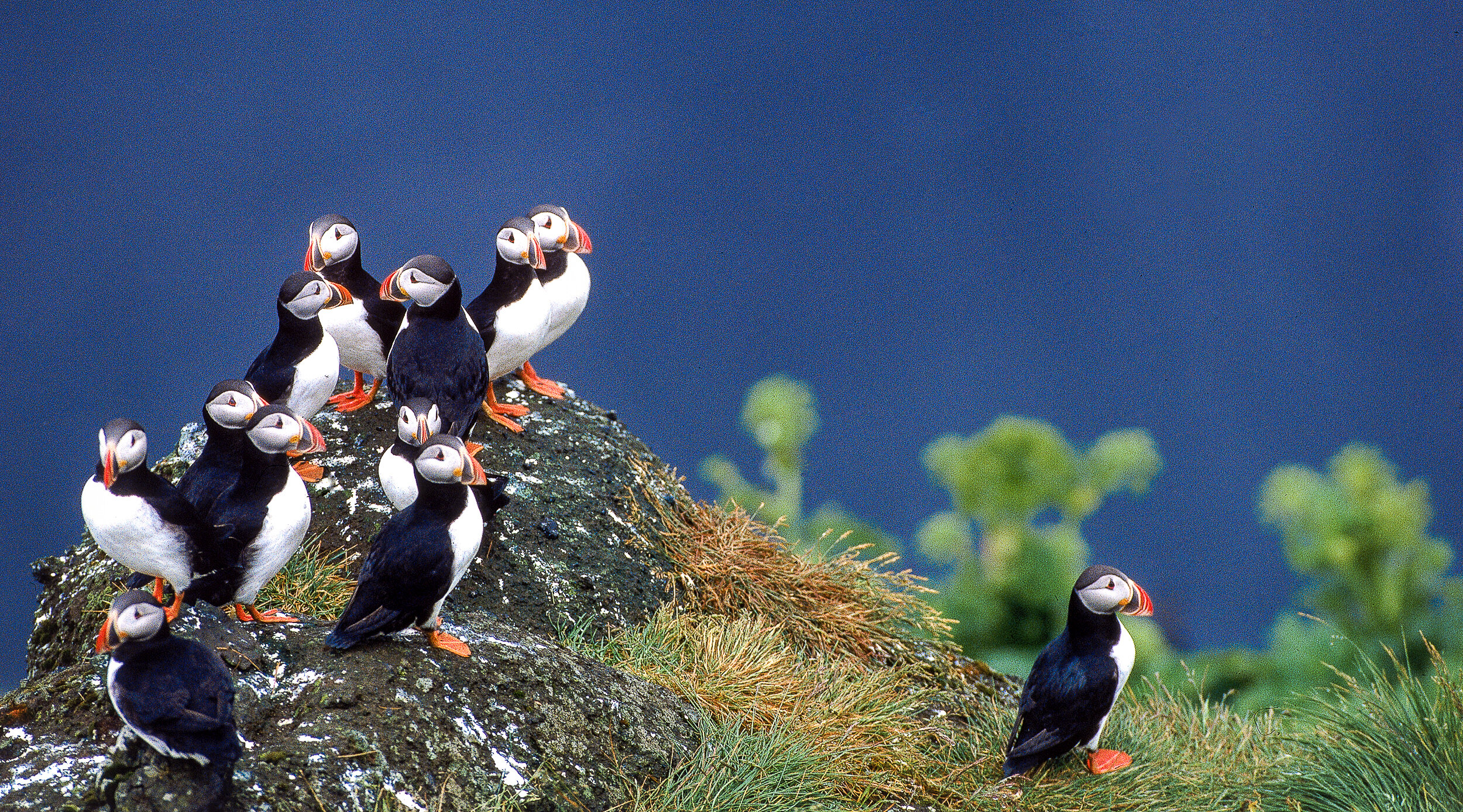 Members of the world's largest puffin colony in Vestmannaeyjar, Iceland.  JONAA©Ragnar Axelsson