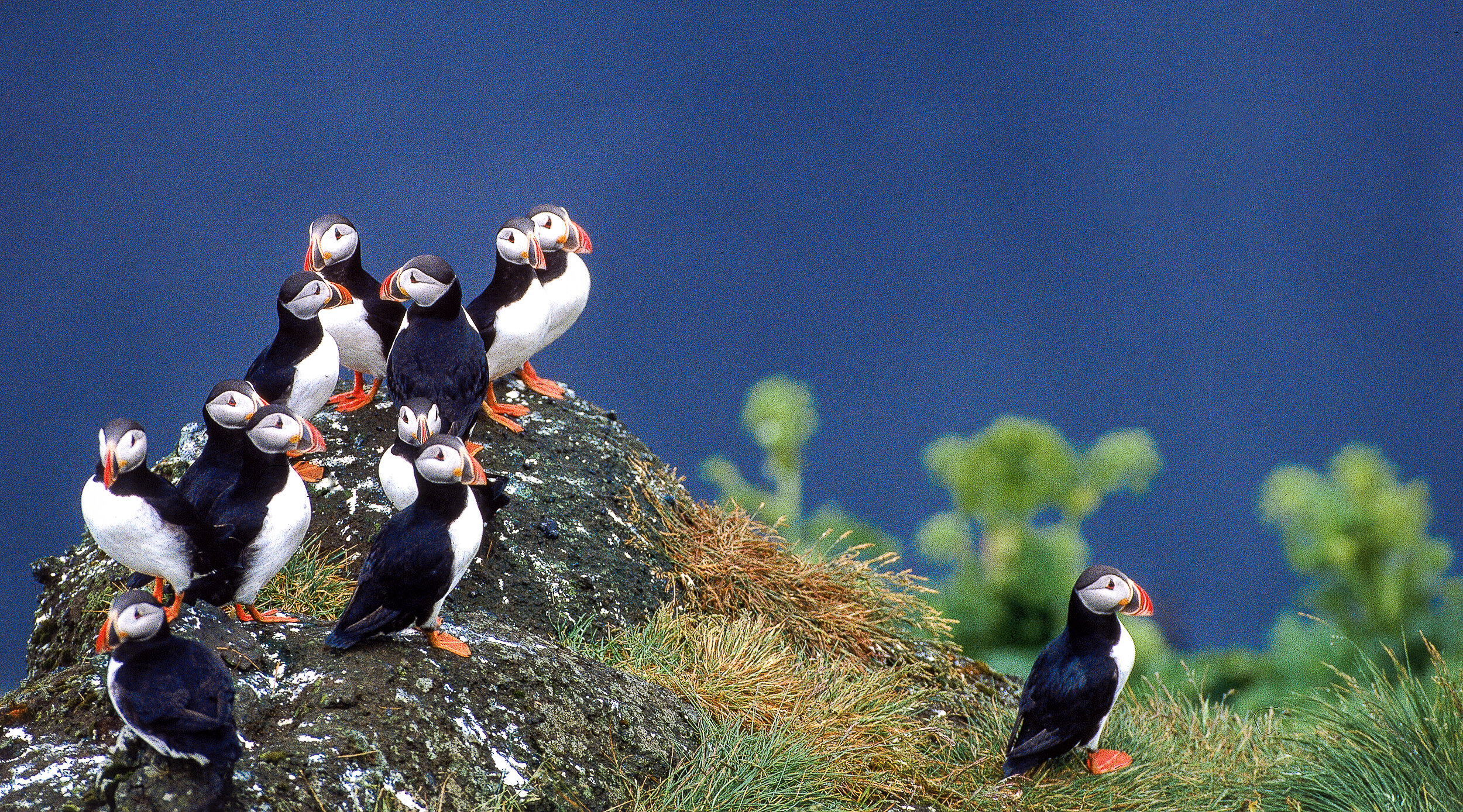 New Species of Puffin Evolved in Response to Climate Change