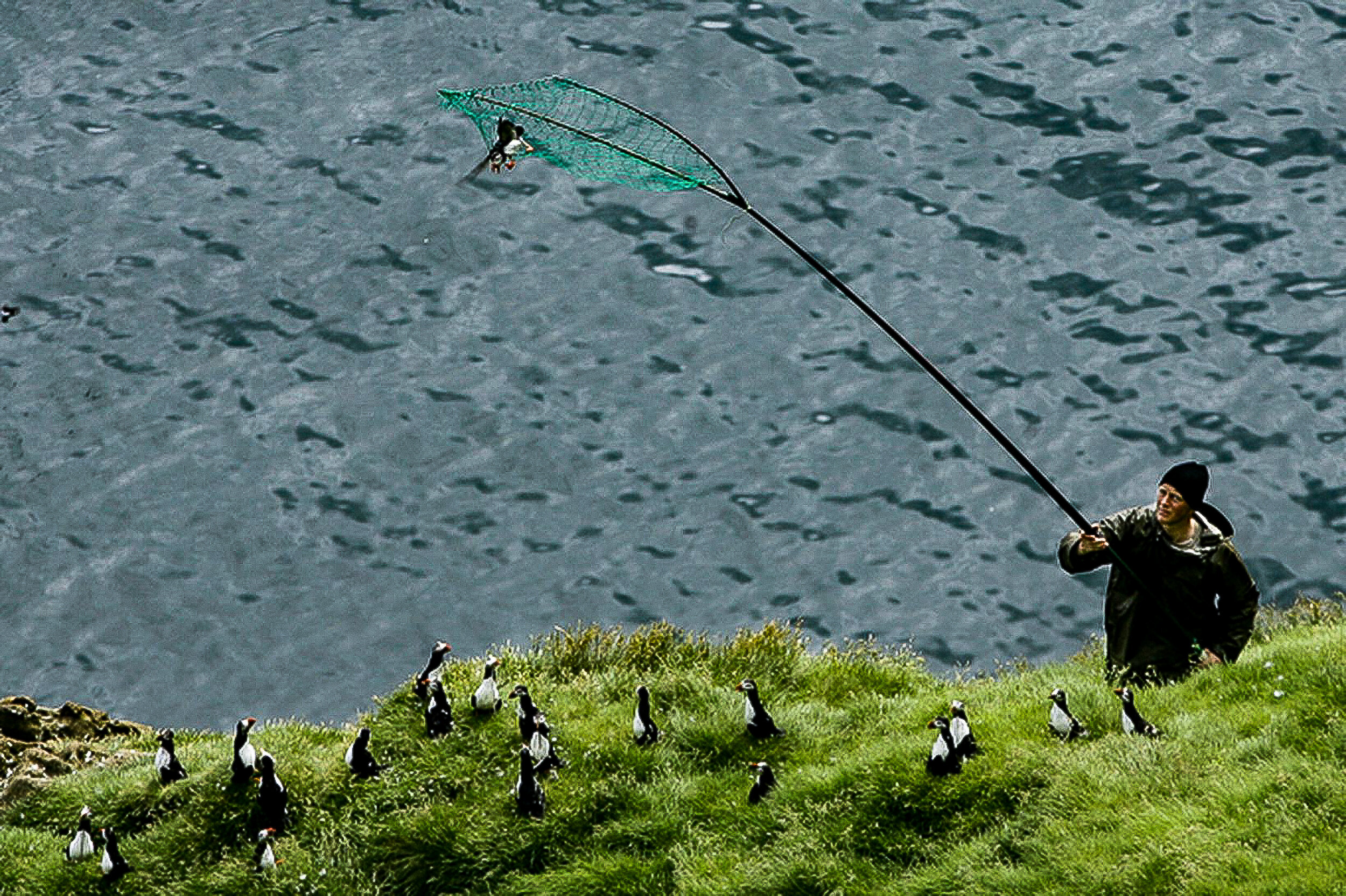 Puffin hunting in Iceland gives a unique insight into climate effects