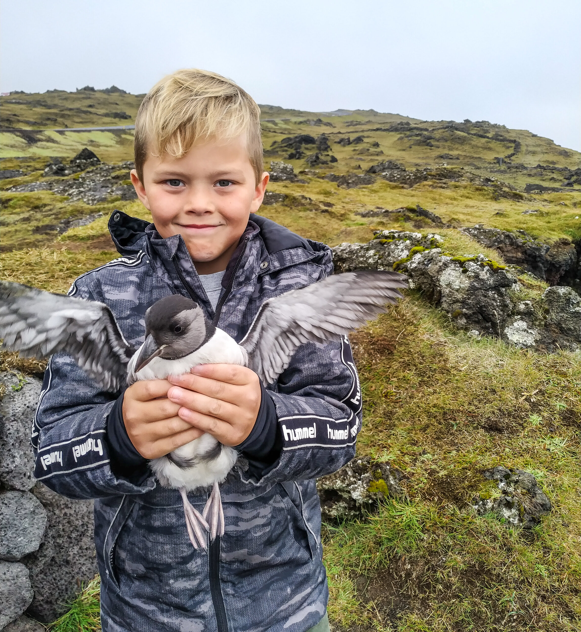 Puffin hunting in Iceland gives a unique insight into climate effects