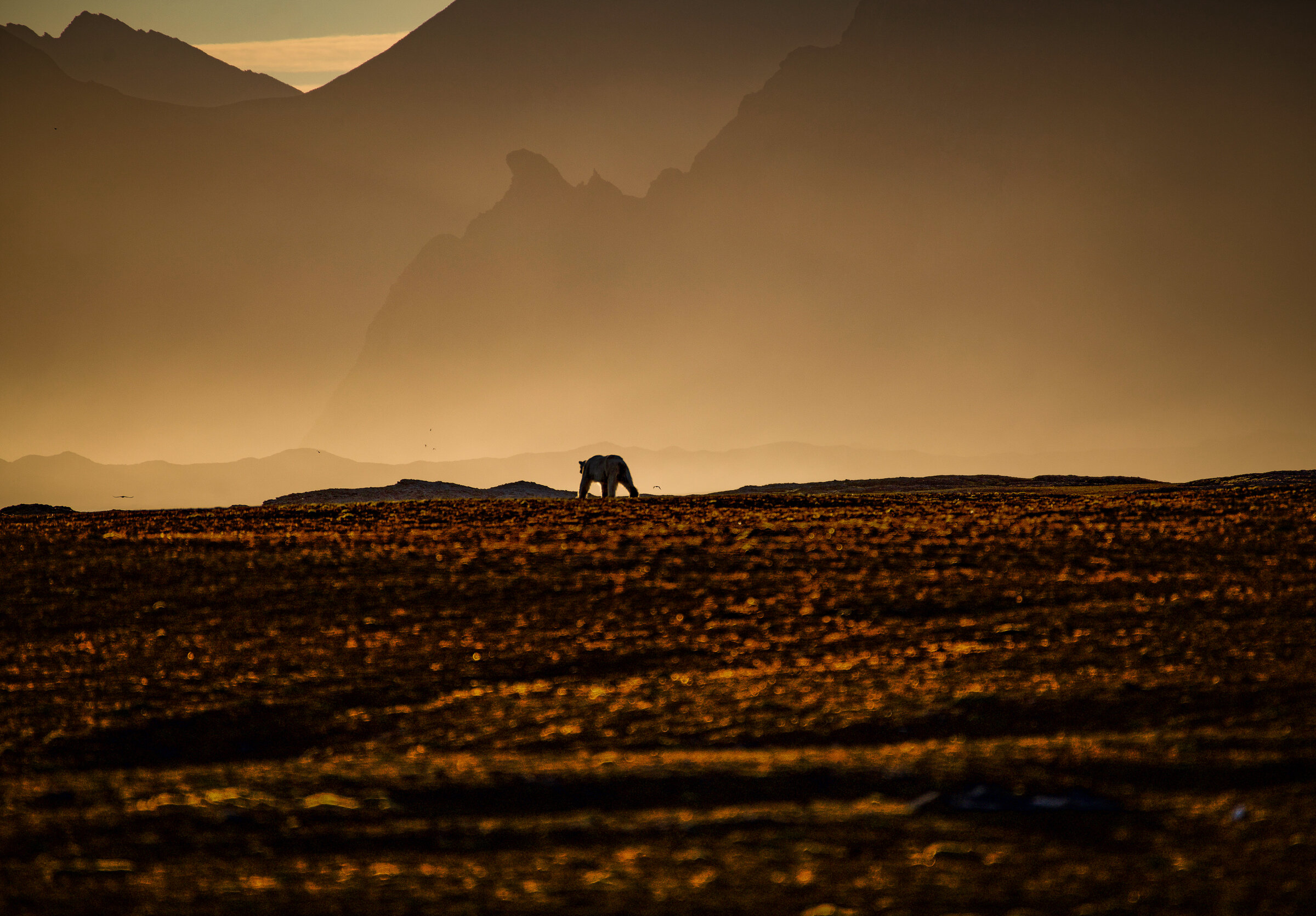 A polar bear walking in the low sun on an August evening, close to Laksebu on the Mitra peninsula, Svalbard. JONAA©Svein Harald Sønderland