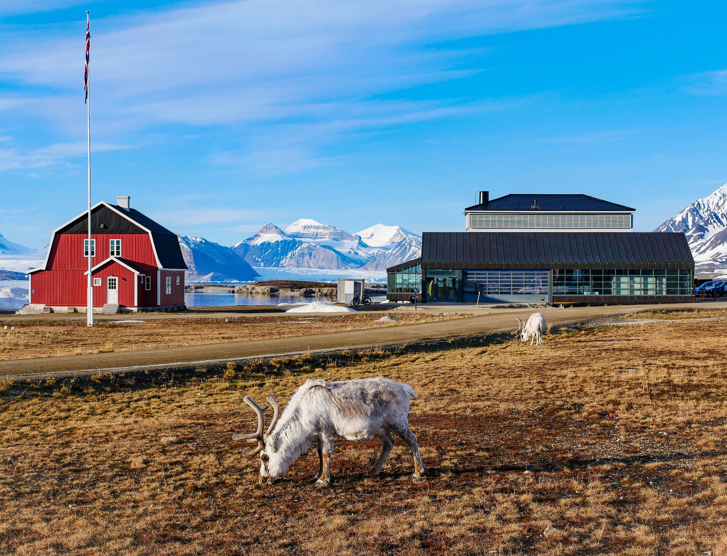 Ny-Ålesund at 2 AM, when it is only me and two reindeers around. All is still and silent under the Arctic sun shining high above. Until I reach the tern-territory.  JONAA©Vilborg Einarsdottir