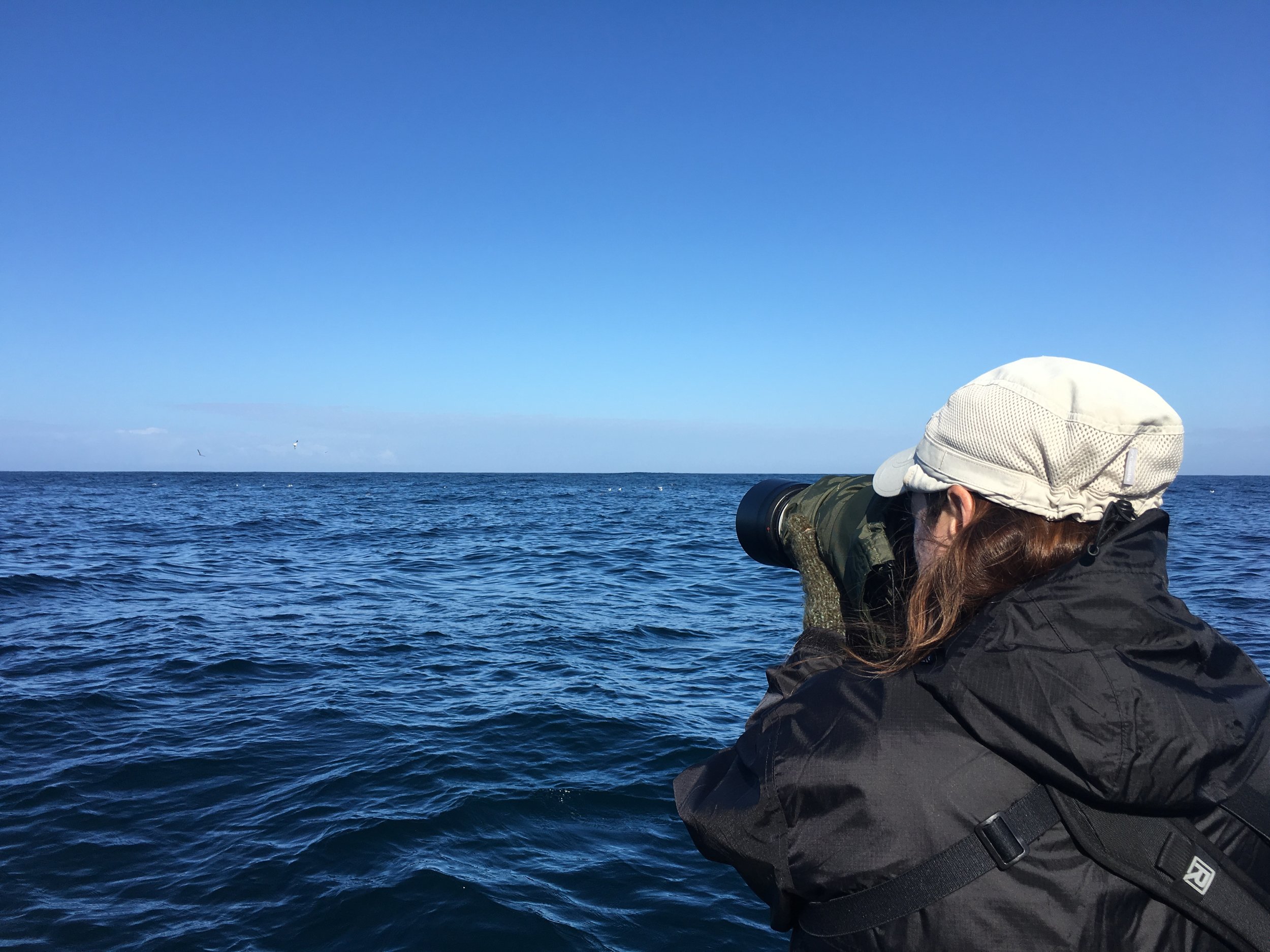  Pelagic Tour participants spotted 12 off-shore species on the tour, as well as a Humpback whale.  Photo by Lila Bowen 