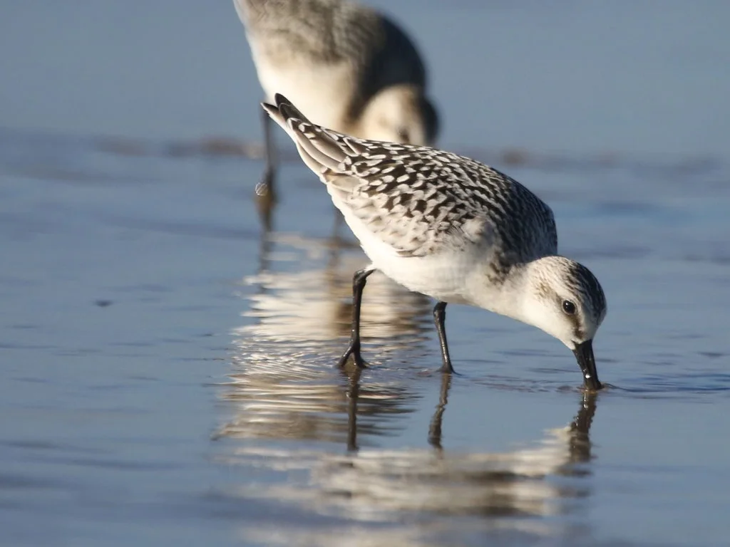 sanderling3s.jpg