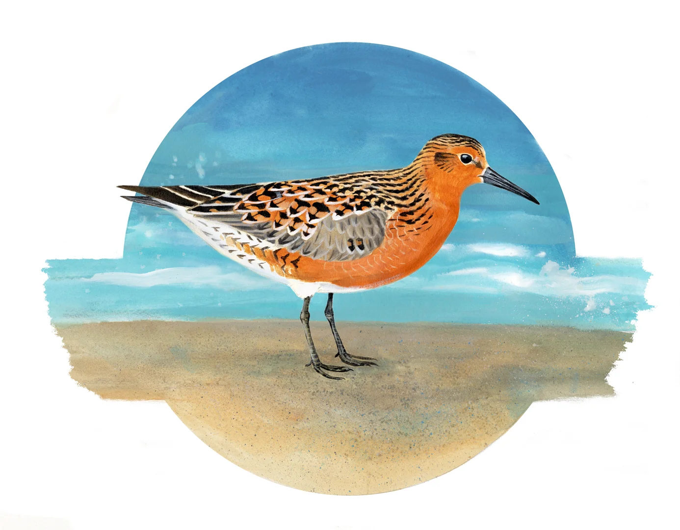 Original 2019 Red Knot T-Shirt Design by Ram Papish