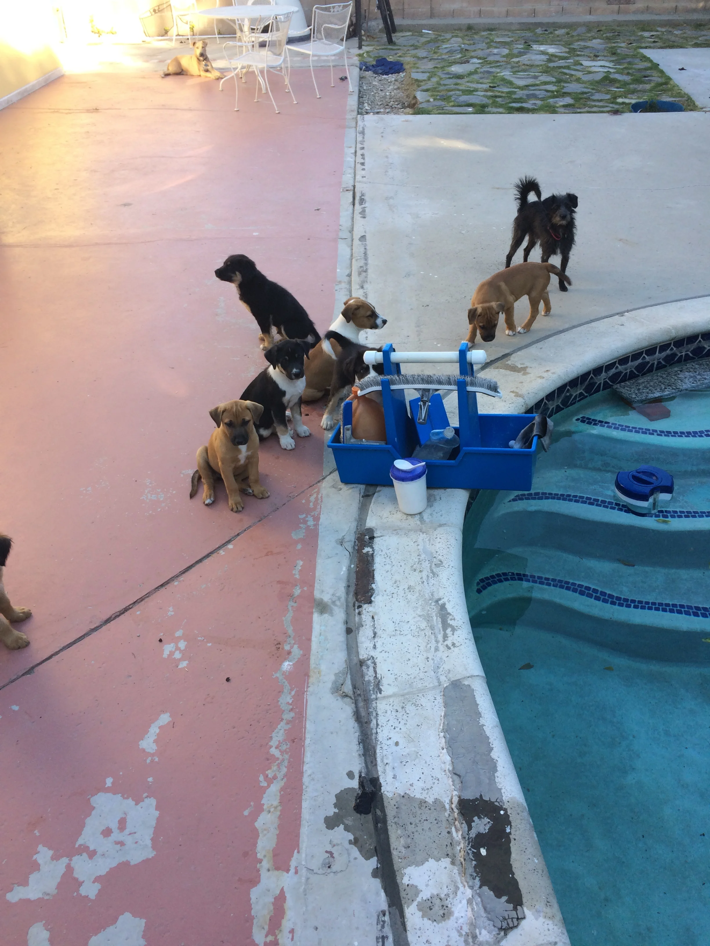 Santa Clarita CA Pool Cleaners EZ Pool Service Owned by Erik Zindroski - Dogs next to clean pool.JPG