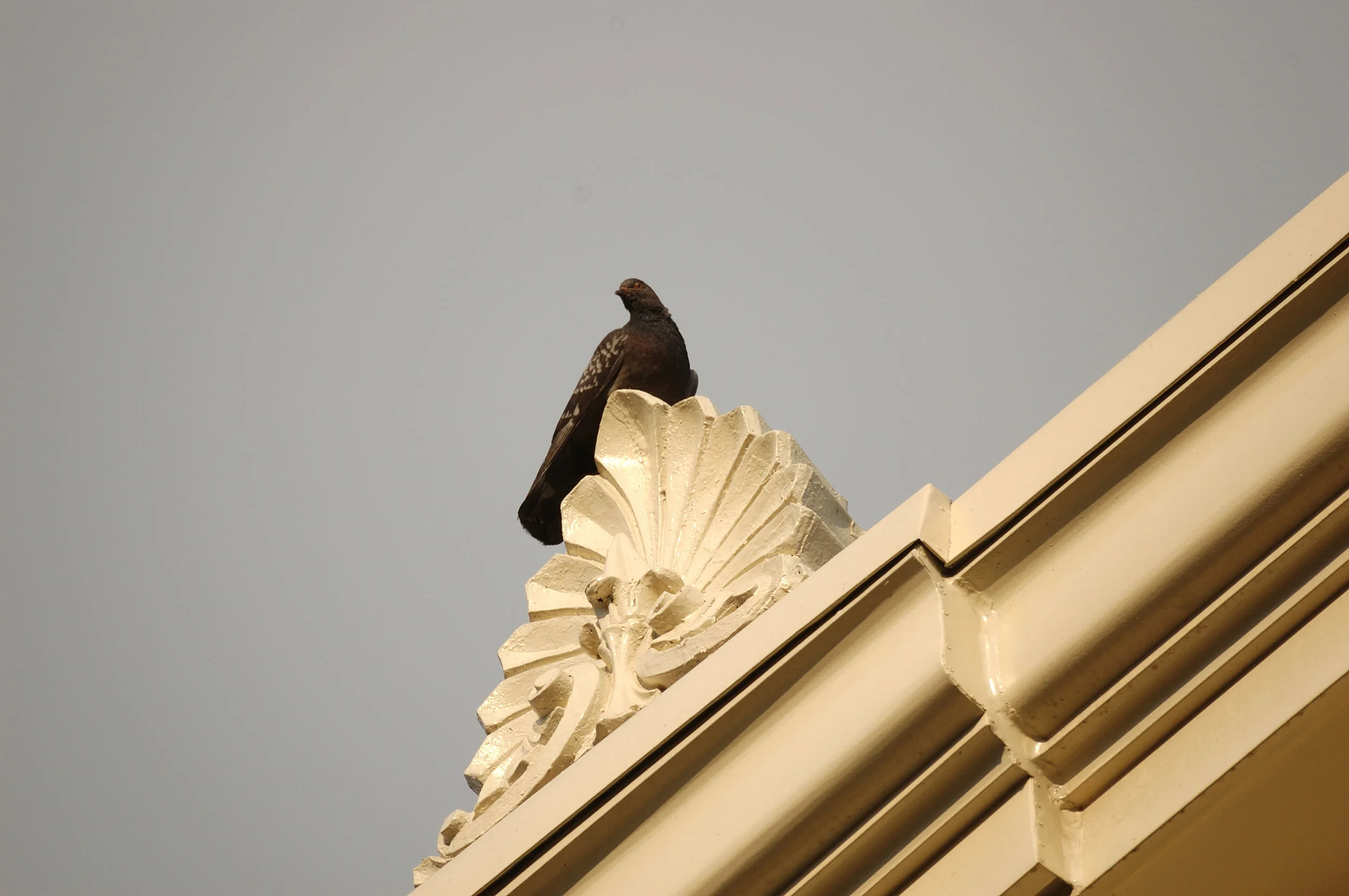High-Perch.jpg