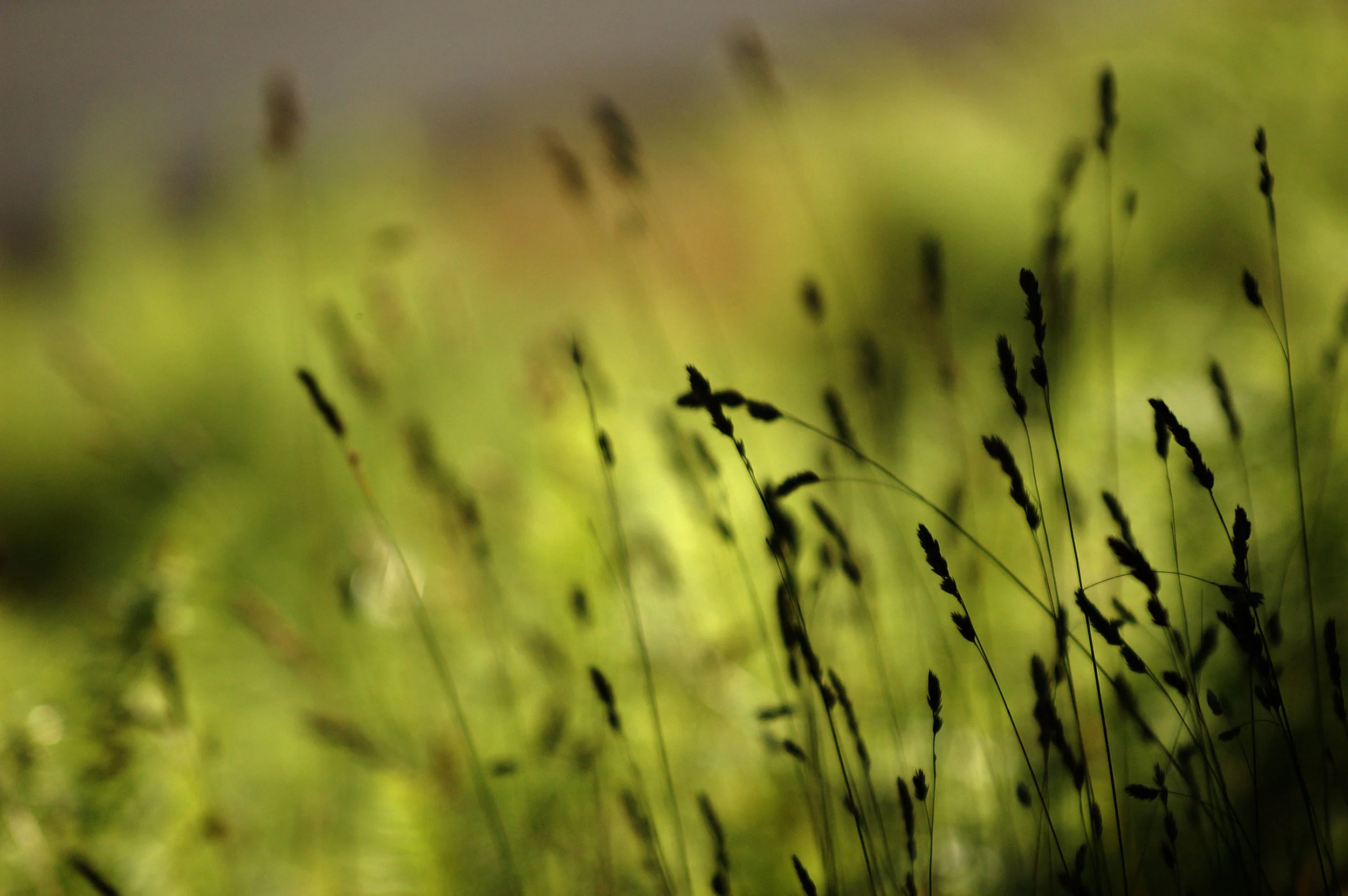 Light-and-Dark-Grass.jpg