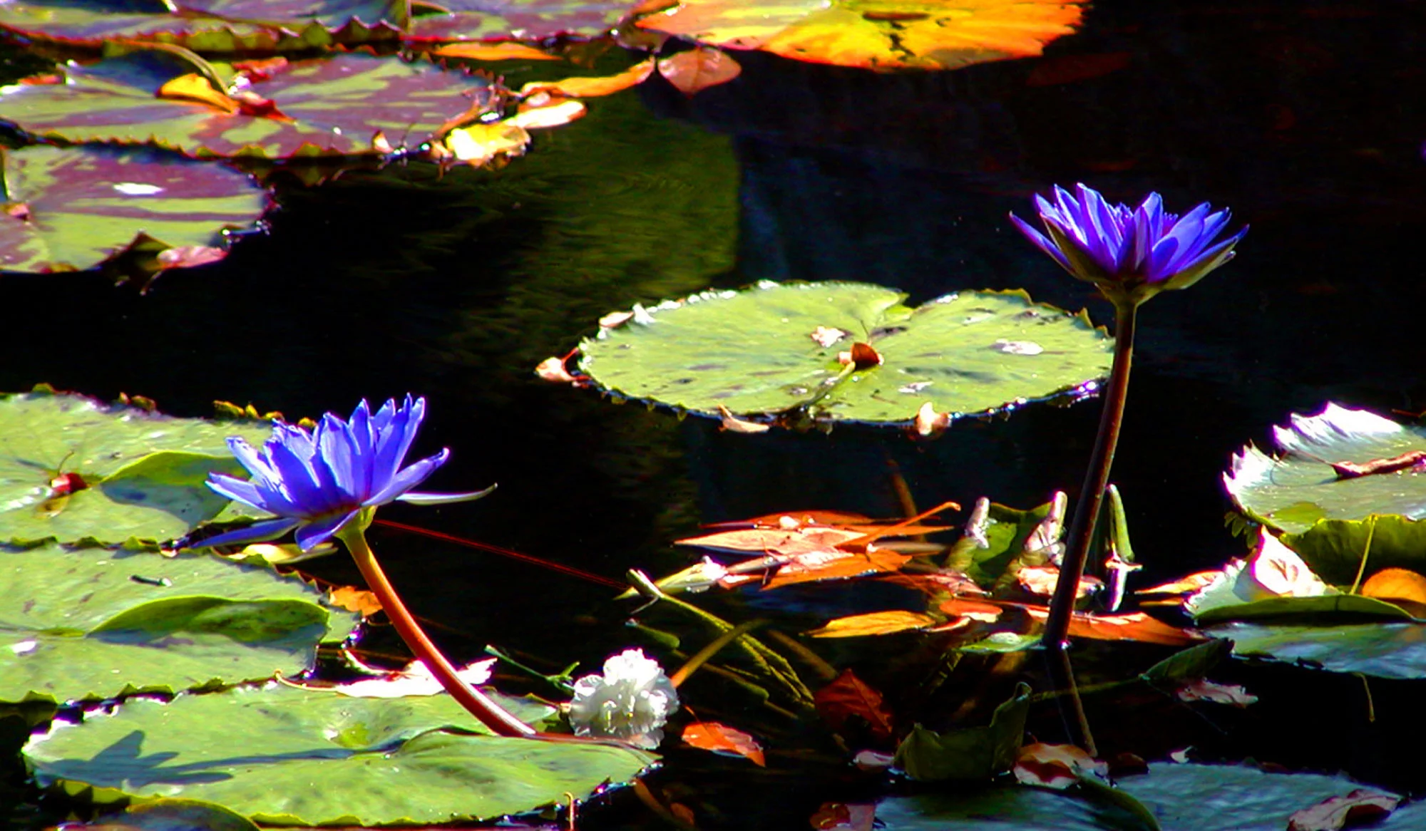 Water-Lillies.jpg