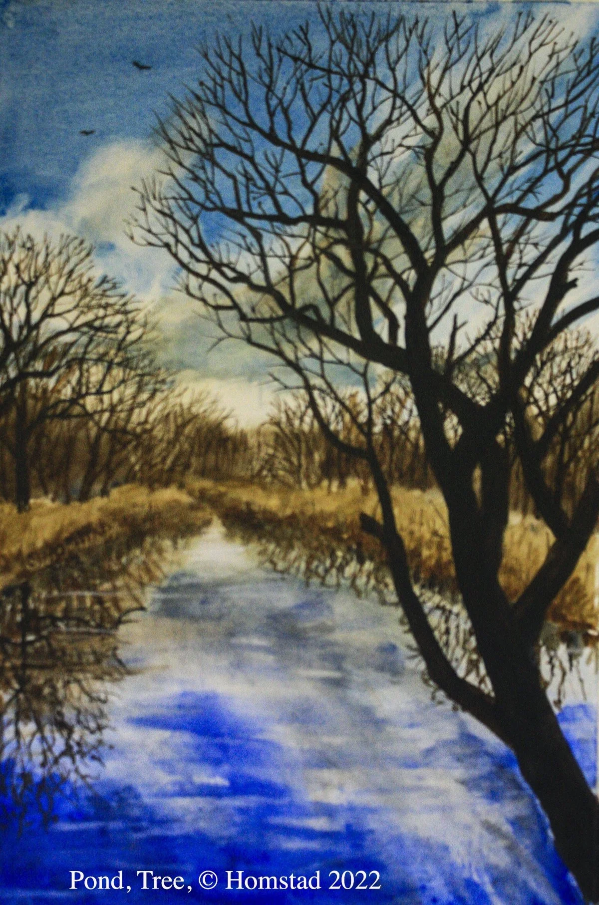 Pond Tree.jpg