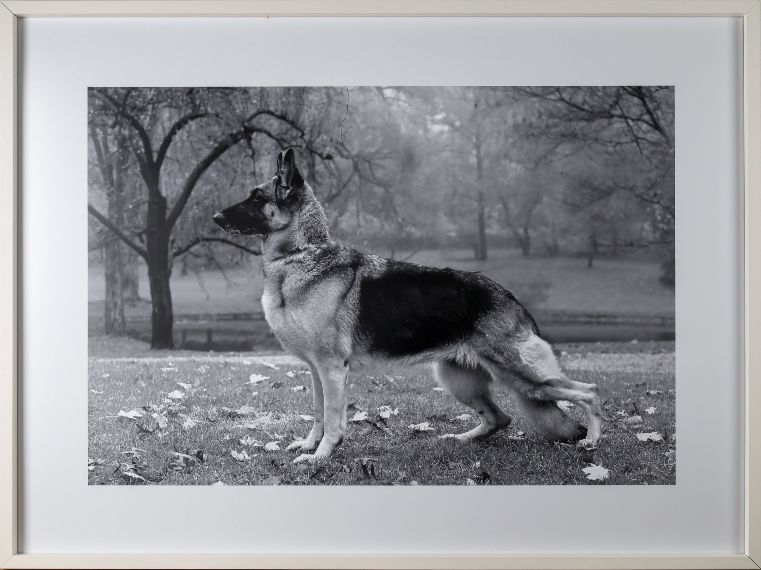 Ali Ahadi, Working Title, Photography, Barricade, Dog