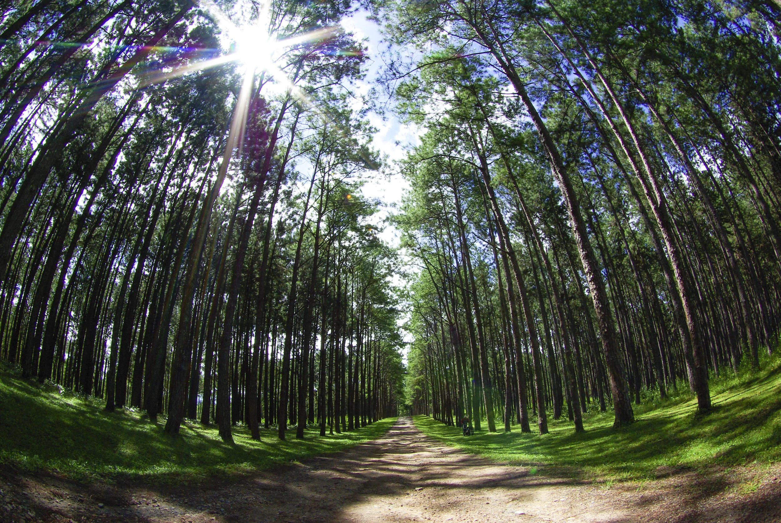 a-photo-of-a-pine-forest-an-early-morning-in-autumn_SPqPc1_3zg.jpg