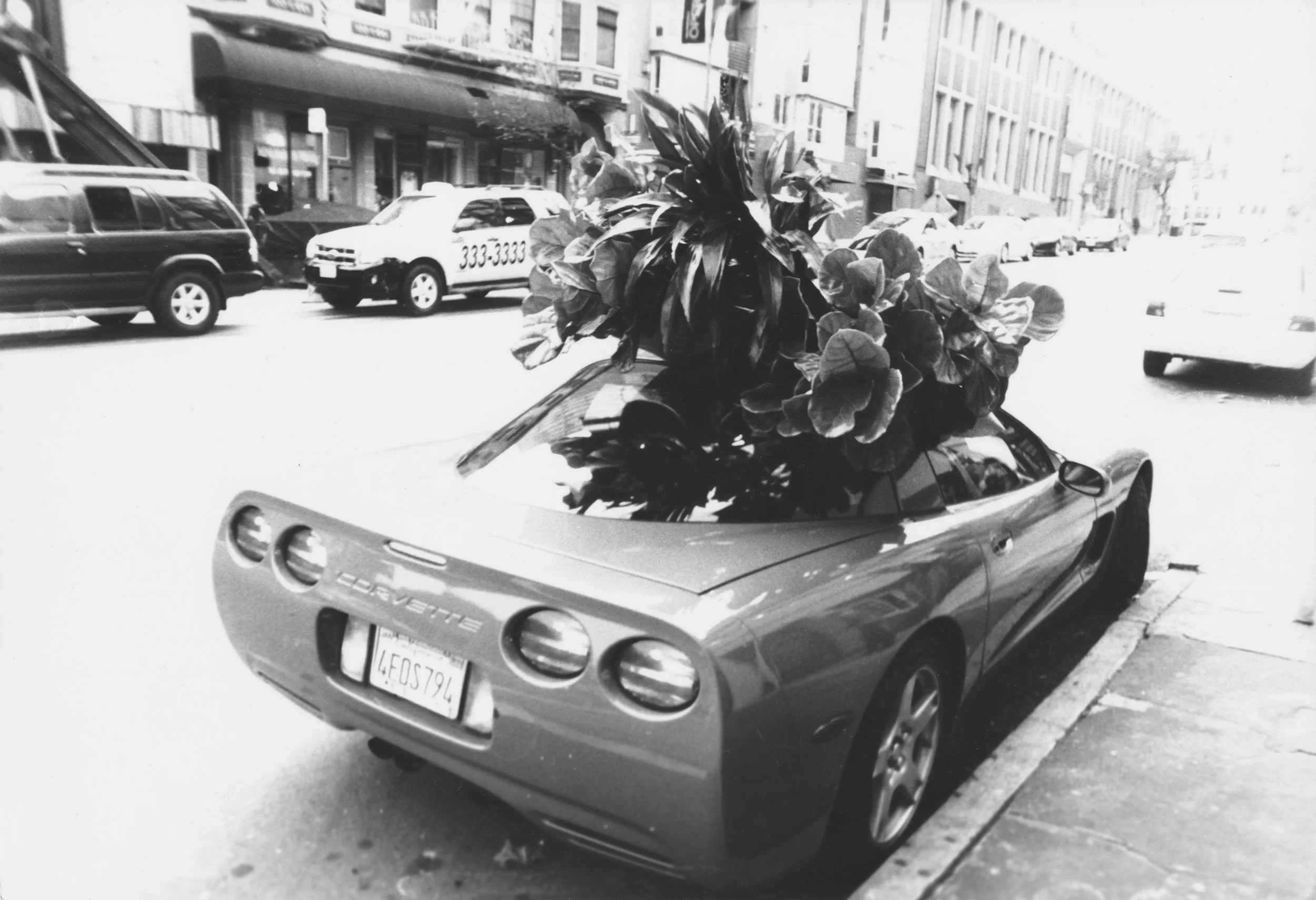 car-tree-hat.jpeg