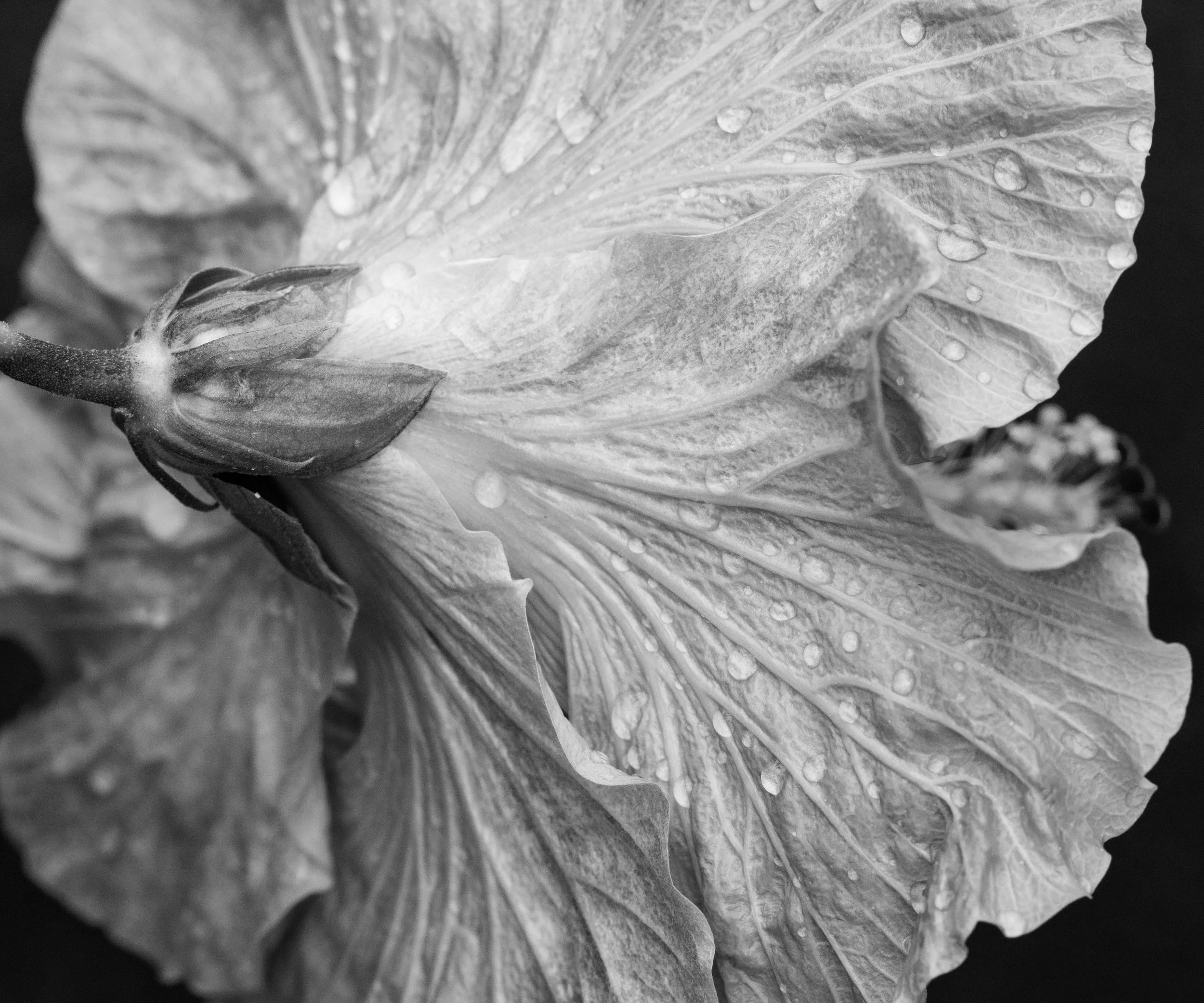 Nine-Month Reiki Master/Teacher Training