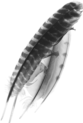 Photo of feathers by Todd Pickering. Copyright belongs with the artist. Used with permission.