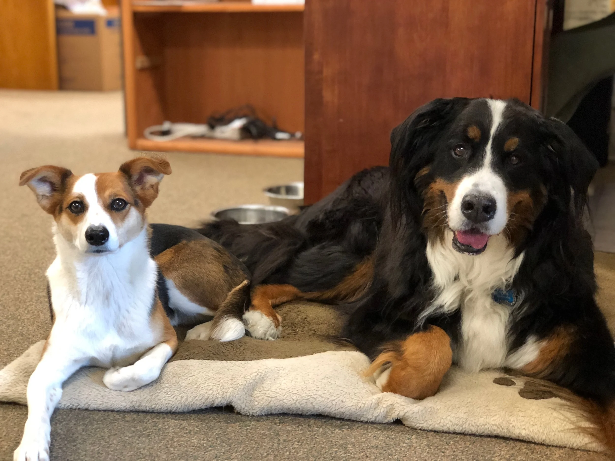 Lucy and Tonk: Podcast A Vet resident Mascots