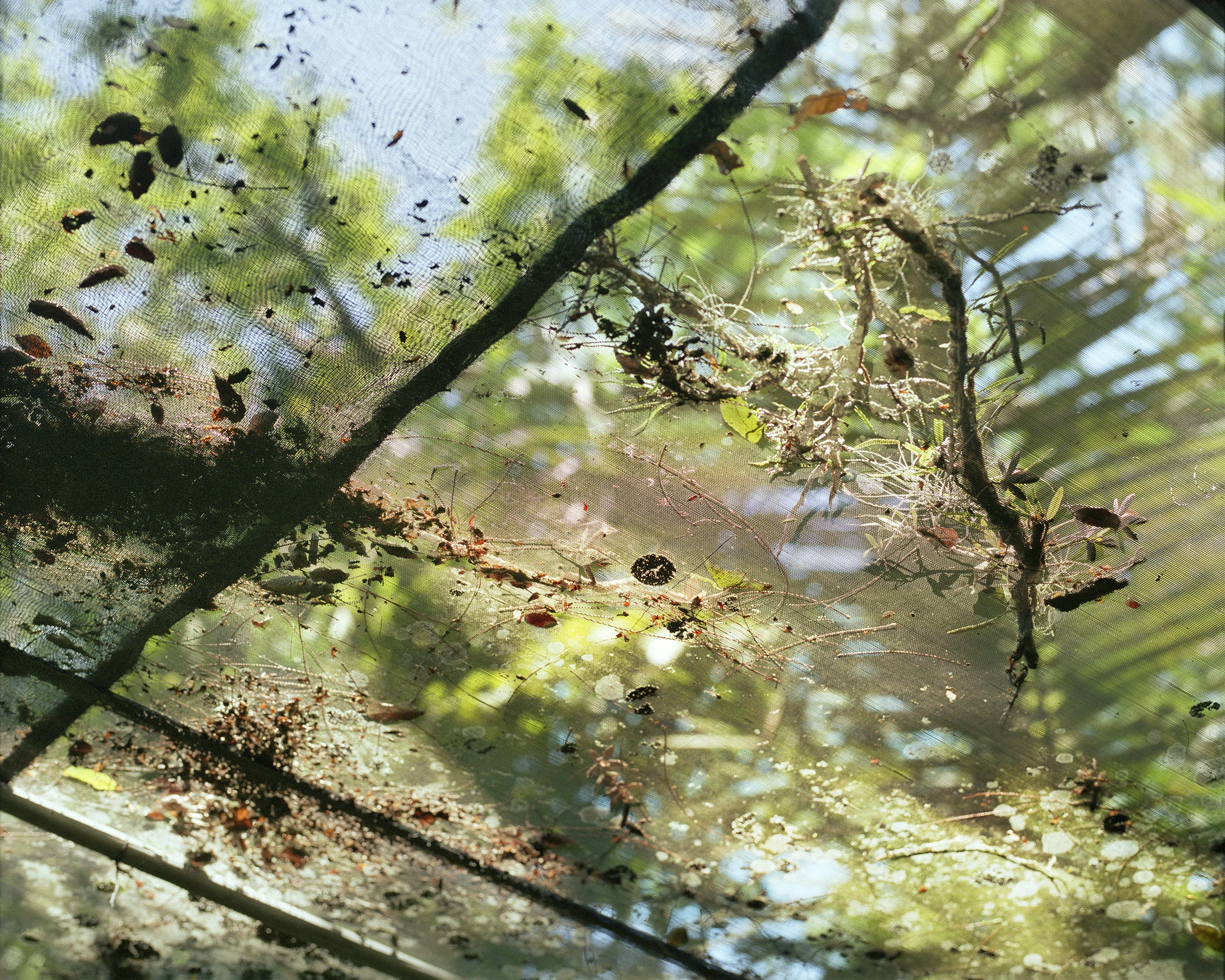 Lorna Bauer, Margaret Mee Shade House, 2018, pigment print, 40” x 50” (102 x 127 cm)