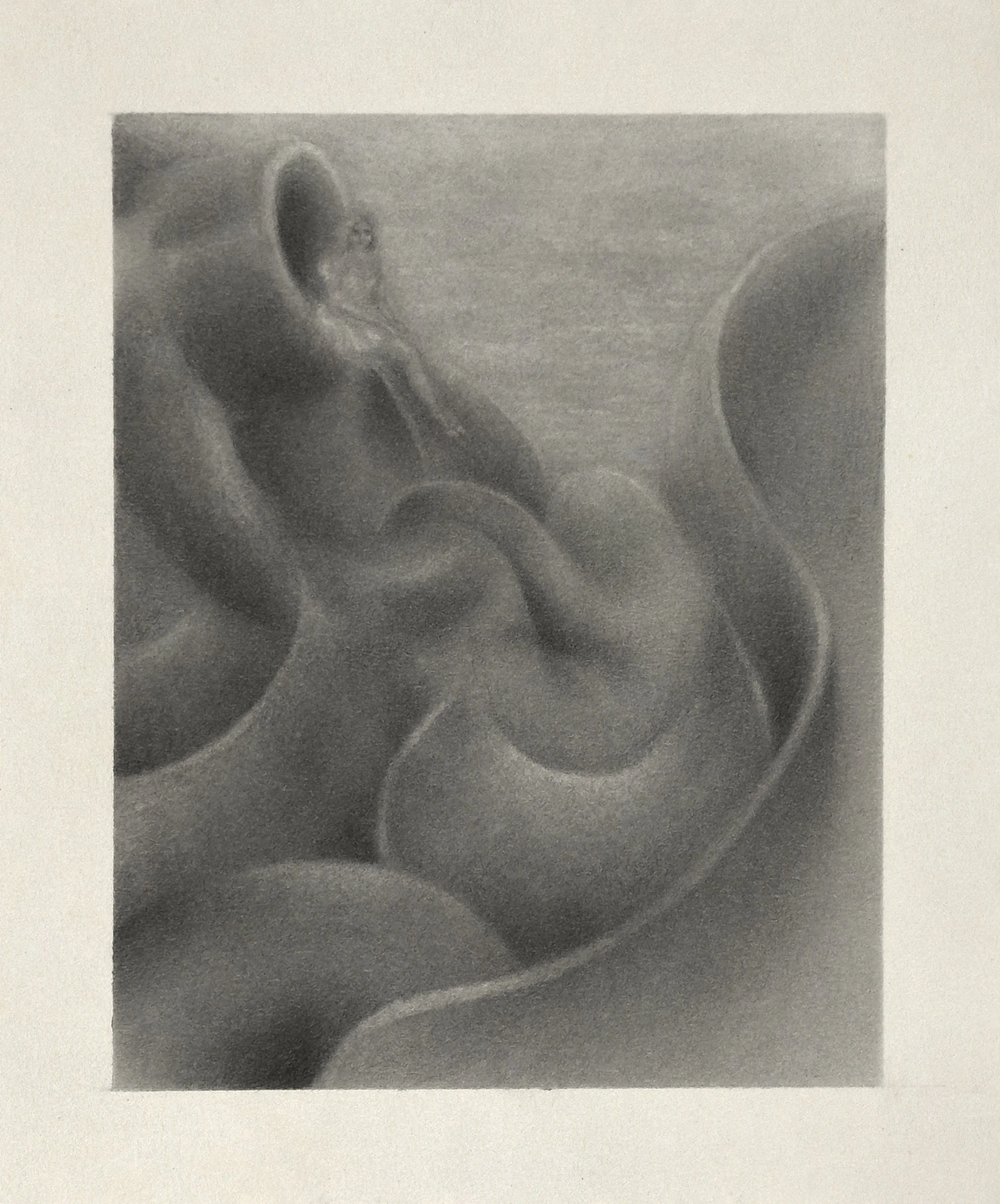  Arta Ajeti,  Minor Hallucination , 2025, Graphite on paper, 18 x 15 cm 