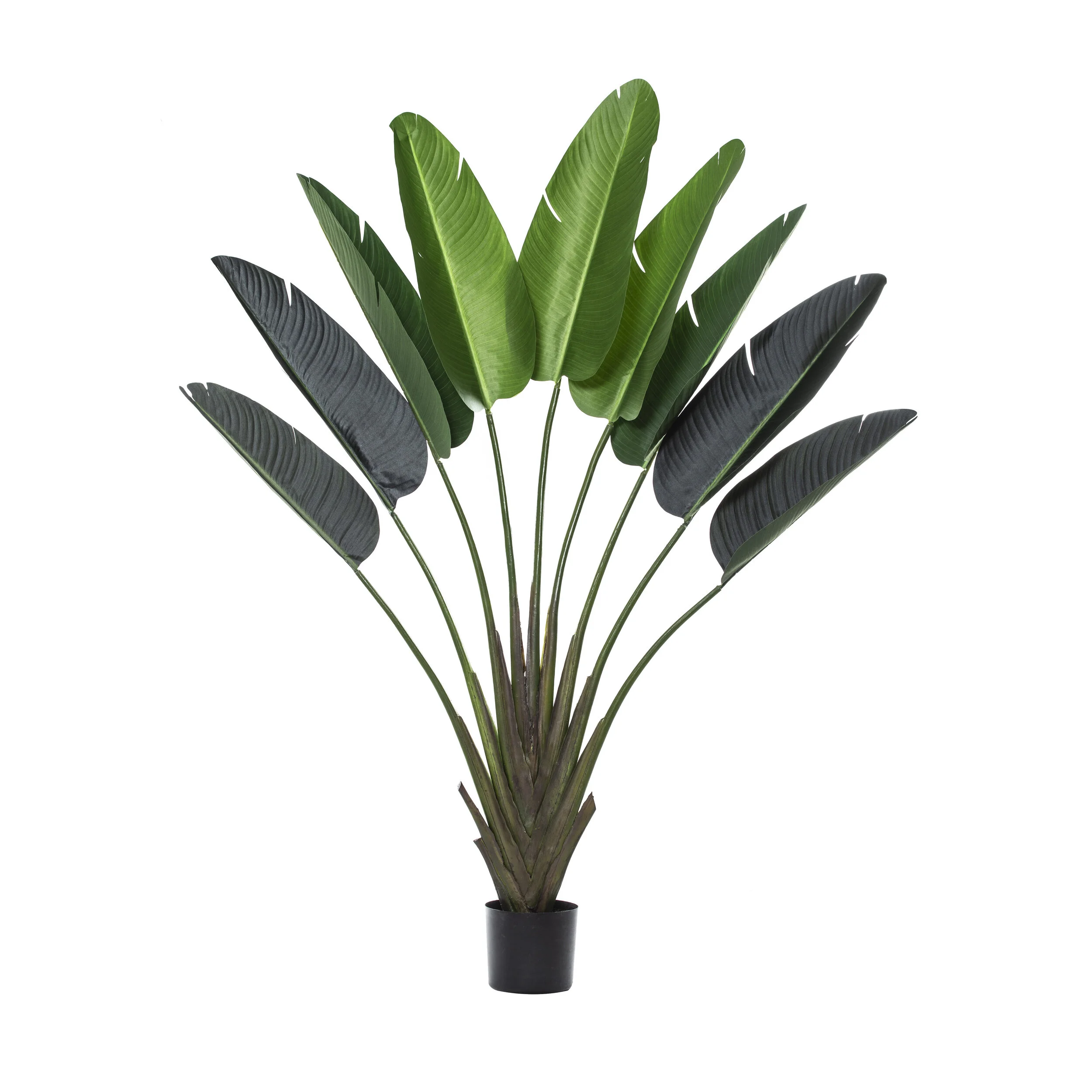 Travellers Palm 190cm