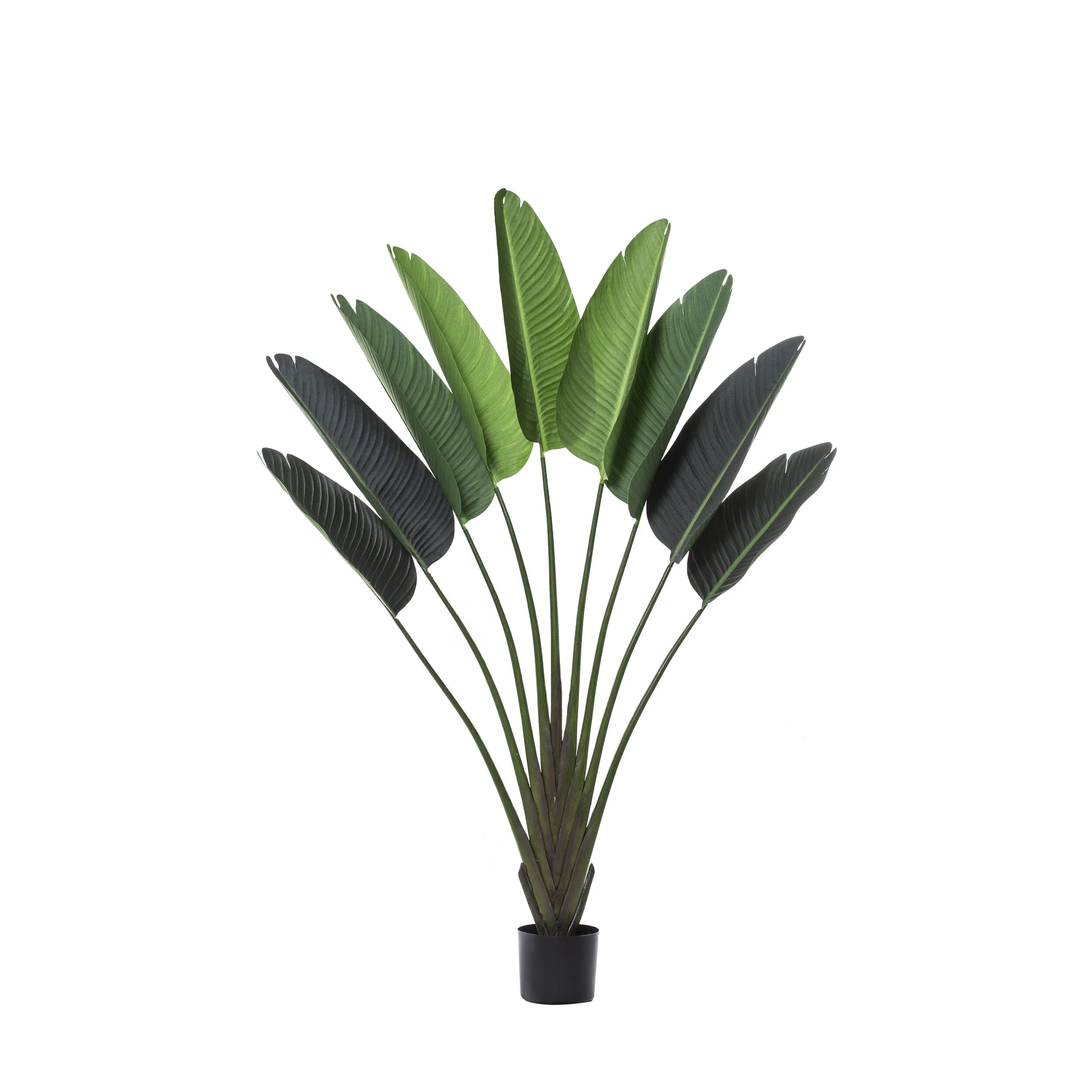 Travellers Palm 160cm