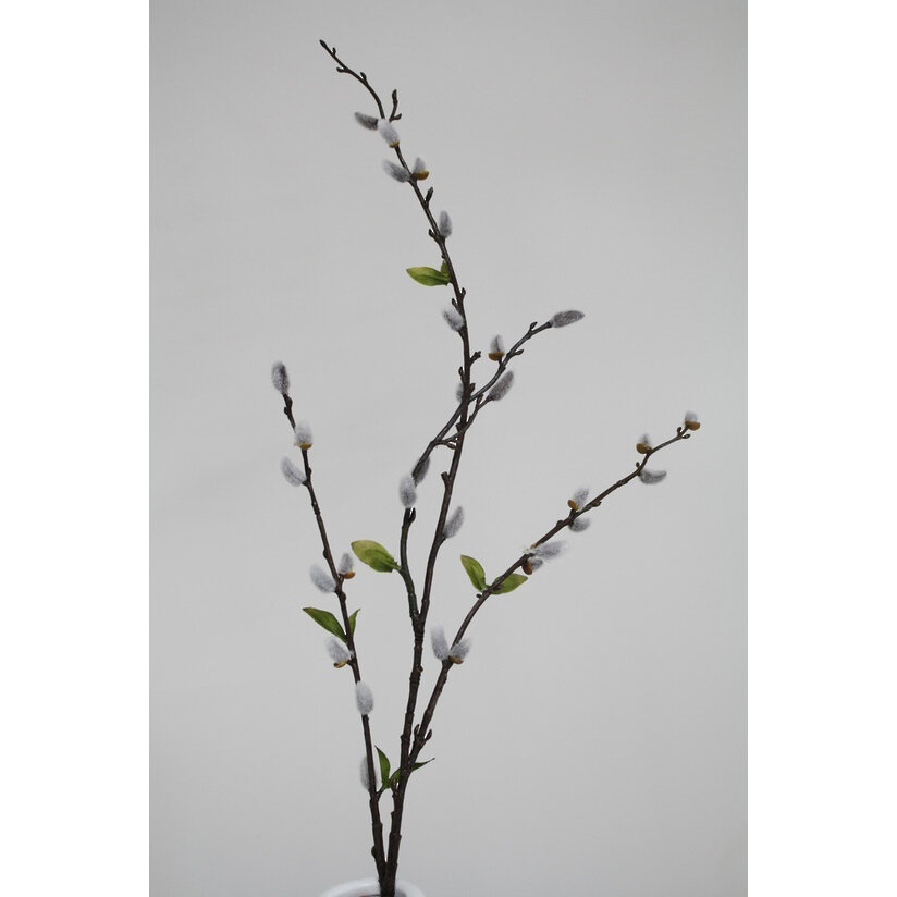 Pussy Willow Spray