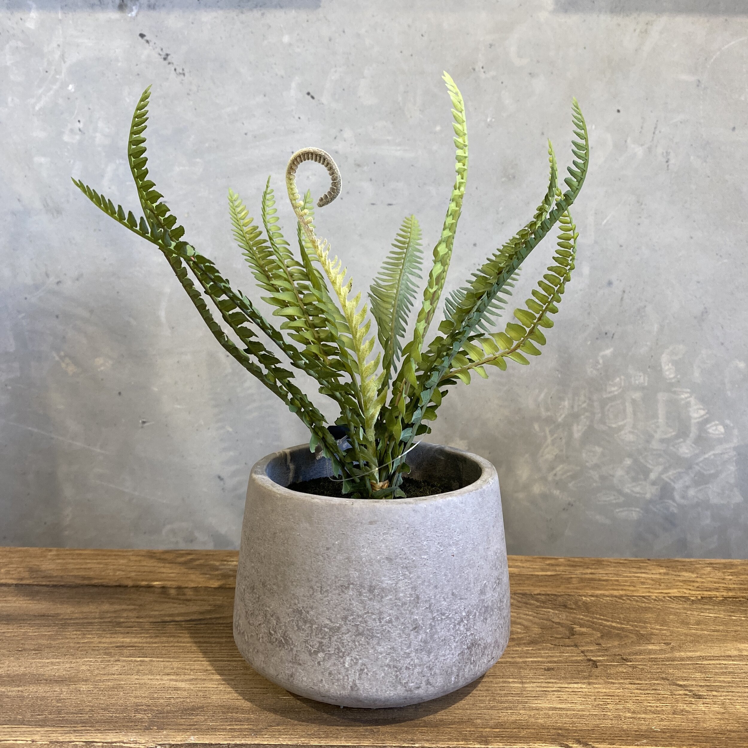 Boston Fern in Pot