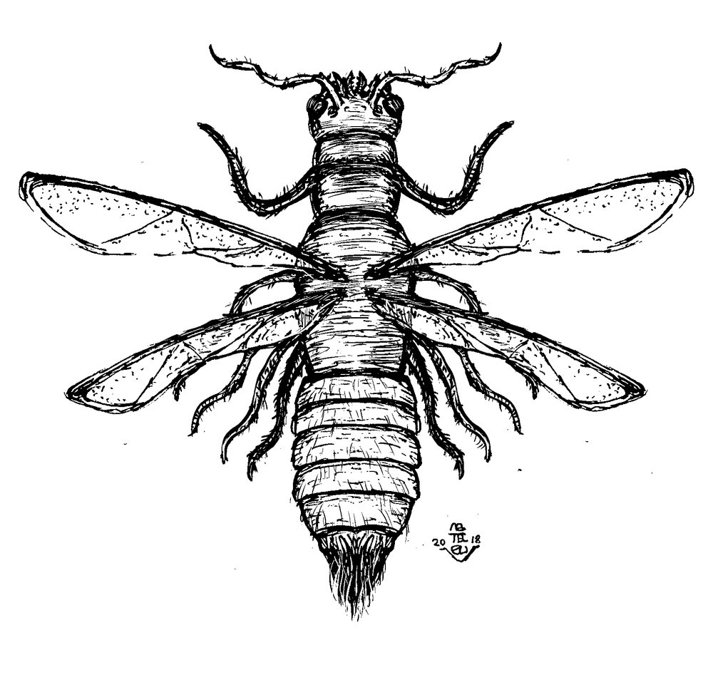 Insect_from_Shaggai_08February.jpg