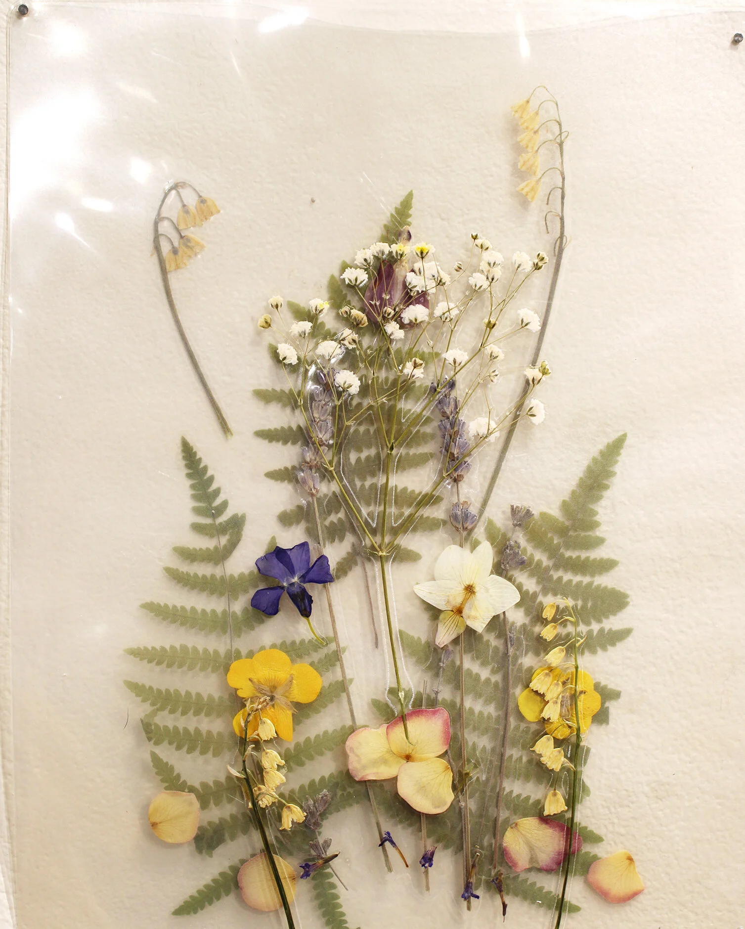 encased moments ferns copy.JPG