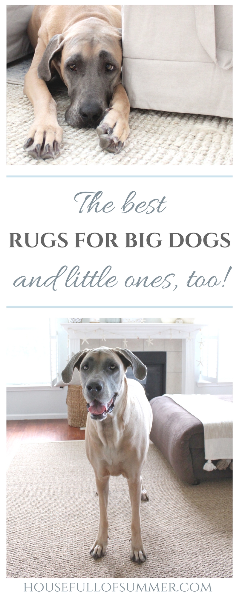 The Best Rugs For Big Dogs And Little, Best Rugs For Living Room With Dogs