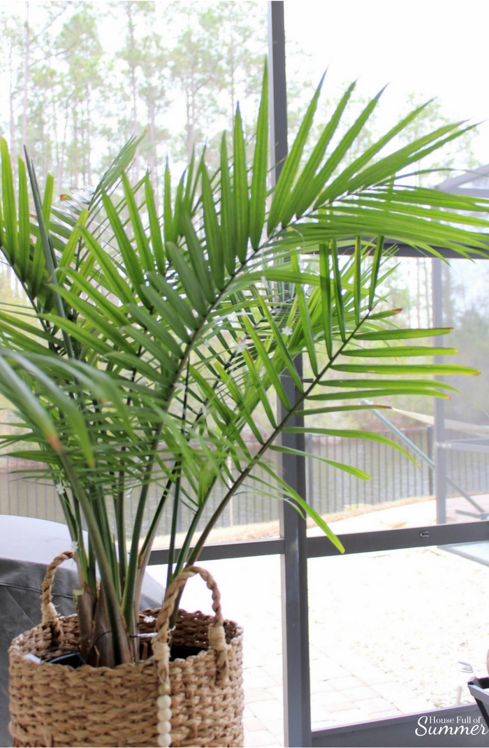 Jak se staráte o rostlinu palmy