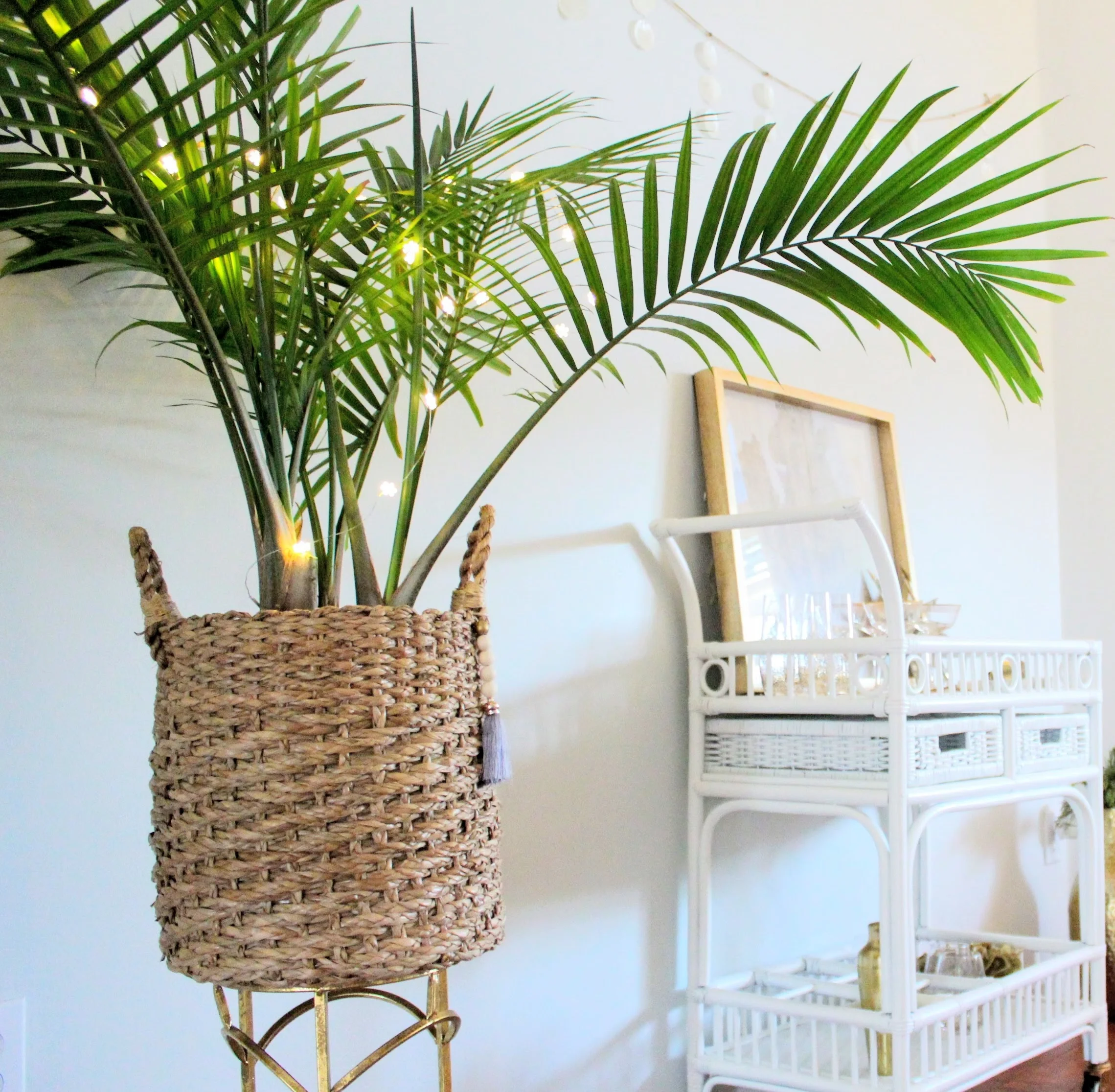 How to Care for an Indoor Majesty Palm