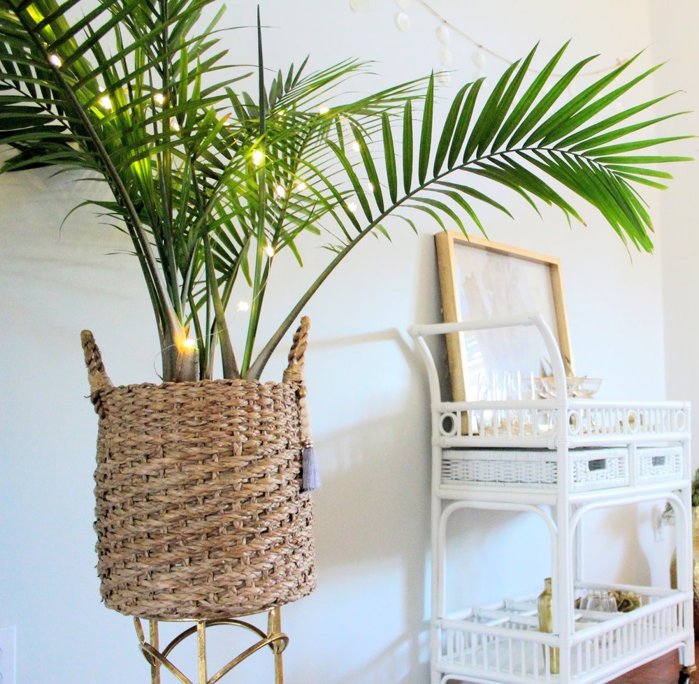 How to Care for Majesty Palm Indoors  