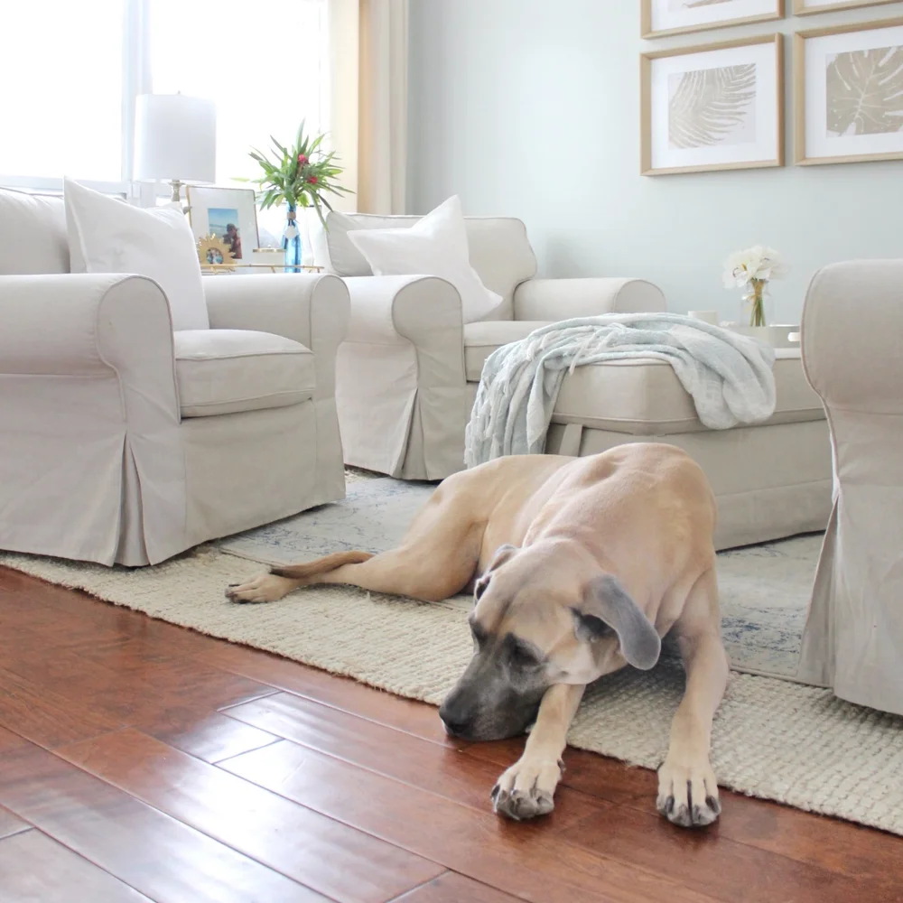 What Are The Best Rugs For Dogs