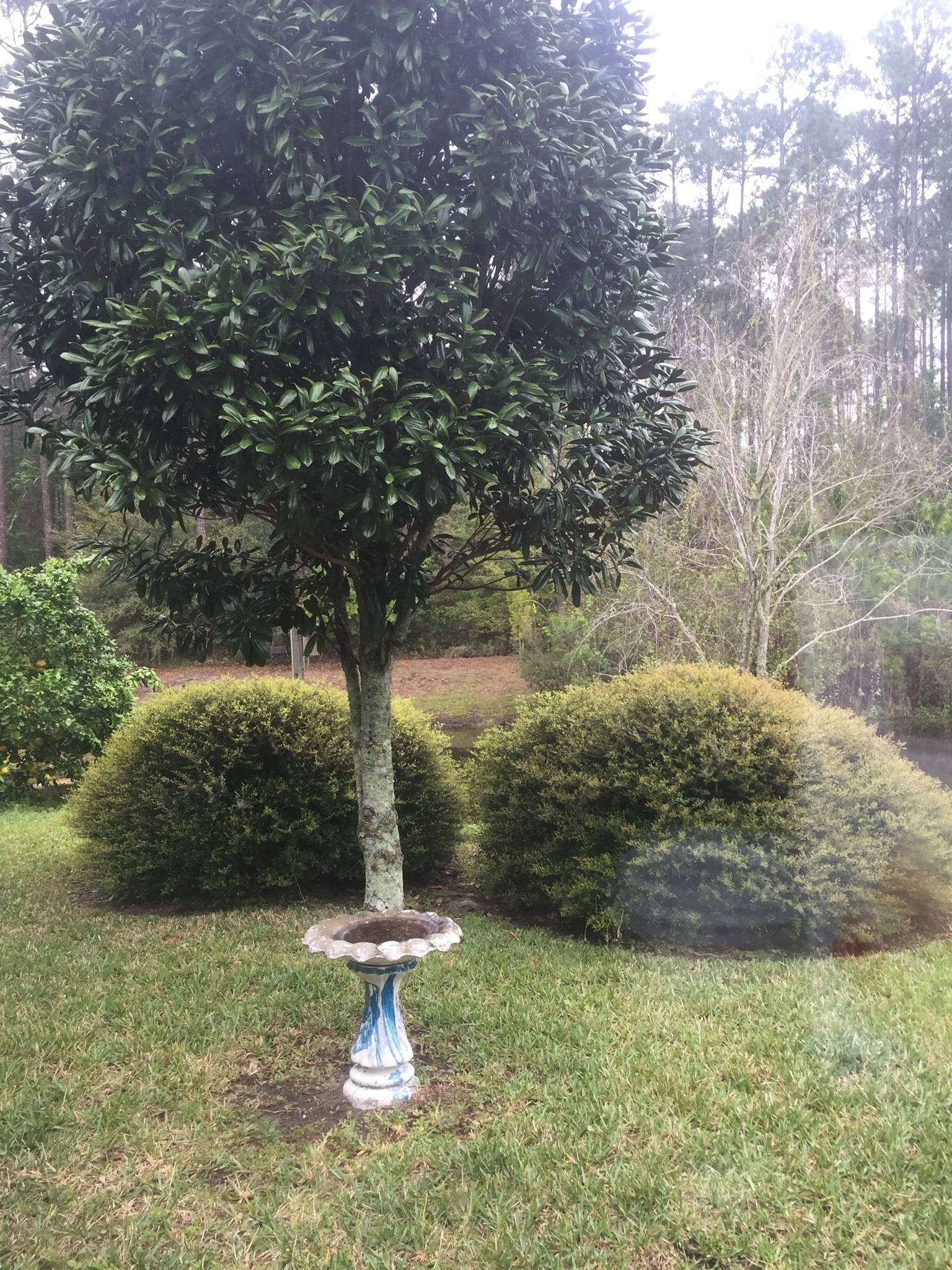 paradise outdoor living forest lake on How We Turned Our Boring Backyard Into Our Own Little Slice Of Paradise House Full Of Summer Coastal Home Lifestyle