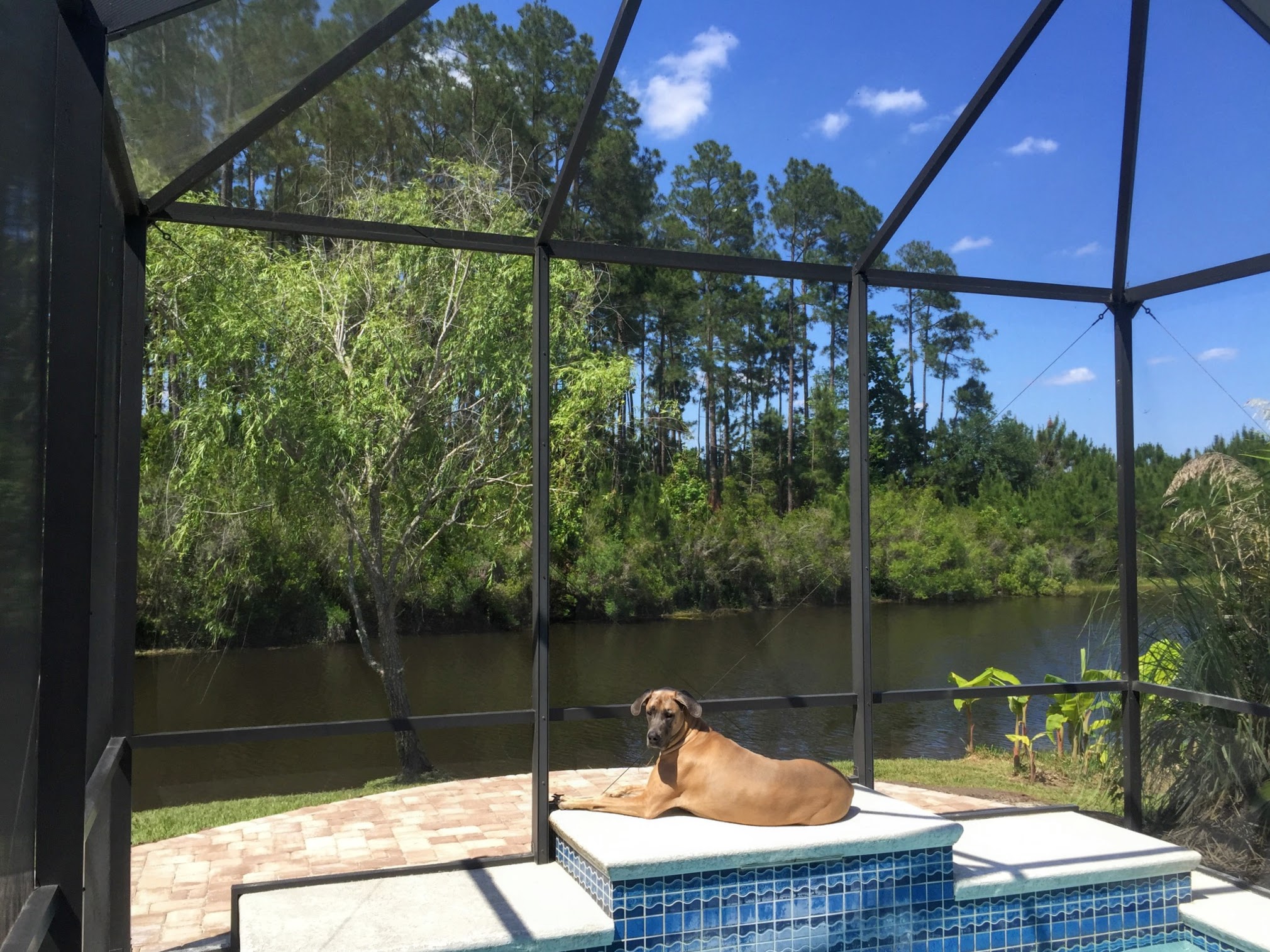  How We Turned Our Boring Backyard Into a Our Own Little Slice of Paradise | House Full of Summer backyard before and afters pool enclosure Florida home water view backyard design, coastal home, overgrown backyard, patio design, pool and pond, landsc