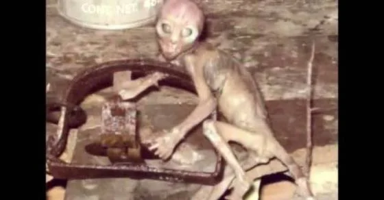 48478-ilyke.net-smallv2-UFO_Sightings_Cryptoid_Alien_Species_Found_In_Mexico_Jaime_Maussan_Exclusive_Interview_2013__153499.jpg