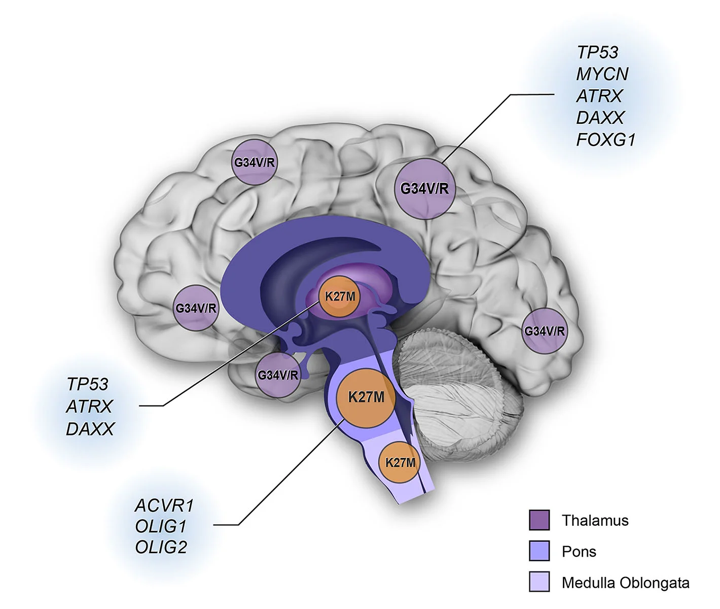 14_pedibrain_1200.jpg